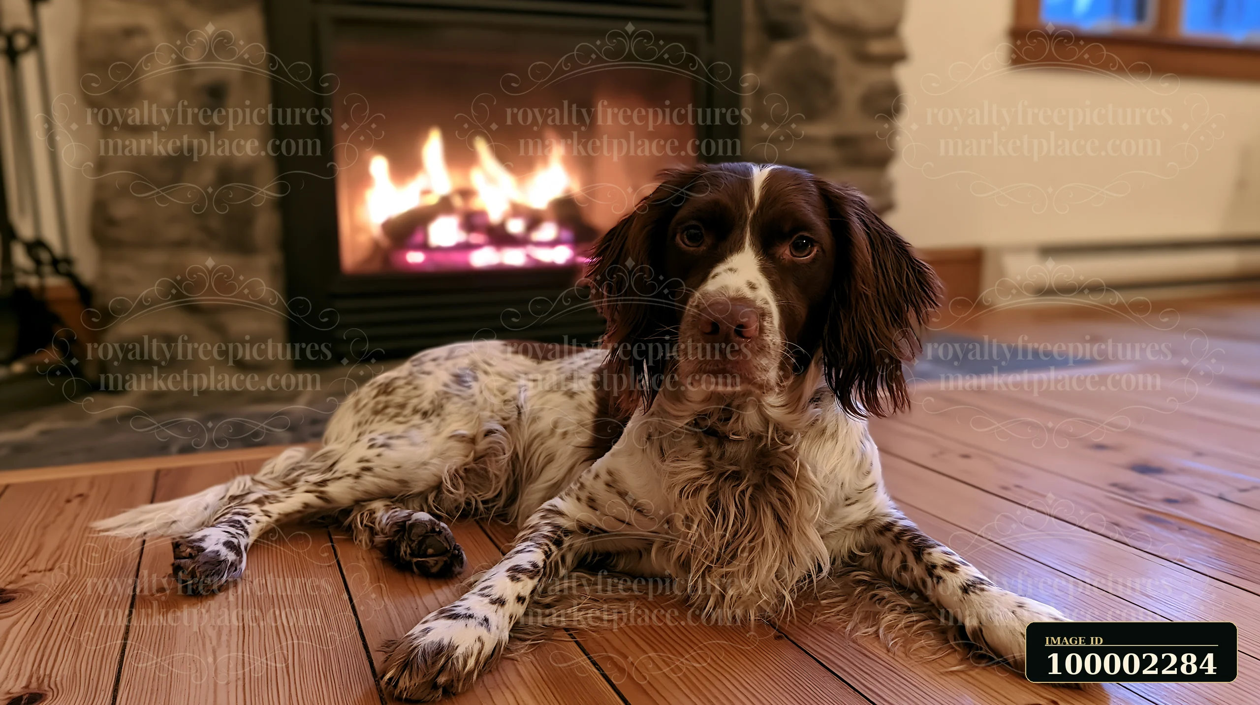 A rare dog breed is lying comfortably on wooden floors next to a warm fireplace.