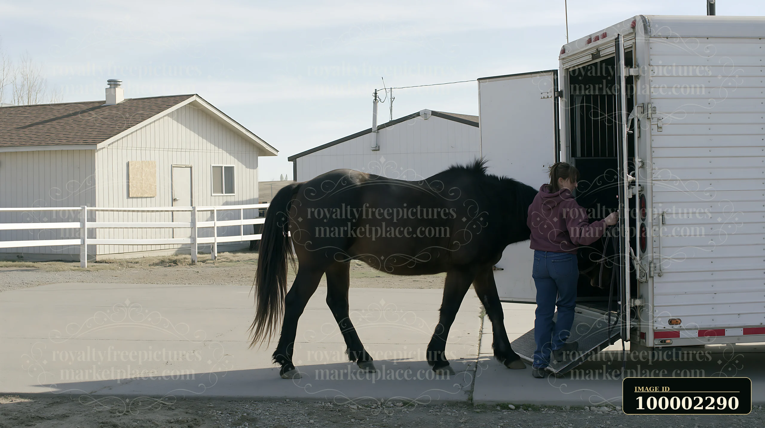 A worker loads a horse into a trailer outside a stable.