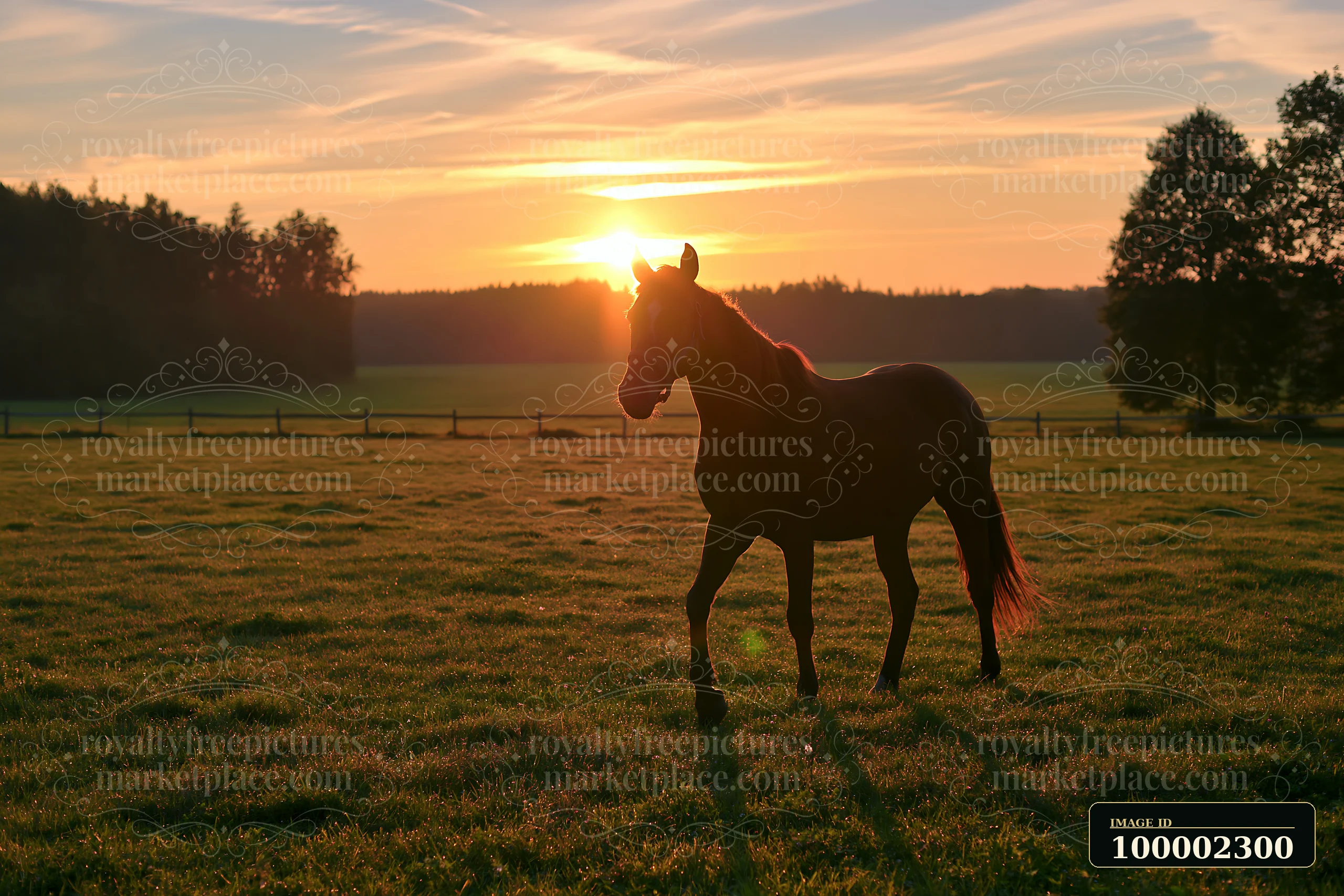 A horse silhouette at sunset stands in a grassy field with trees in the background.