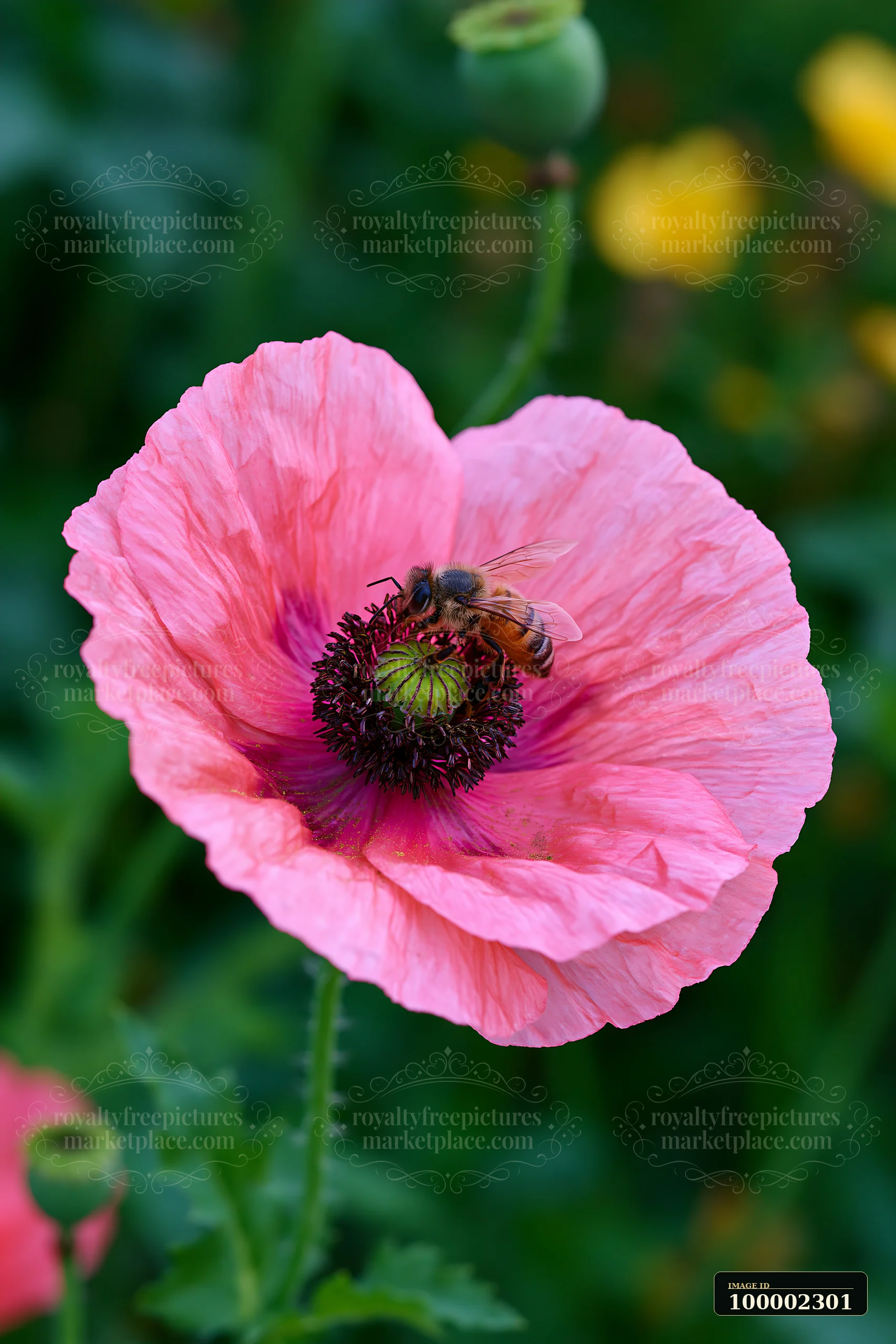 A bee is on a pink poppy flower, gathering nectar in a vibrant meadow filled with various blooms.