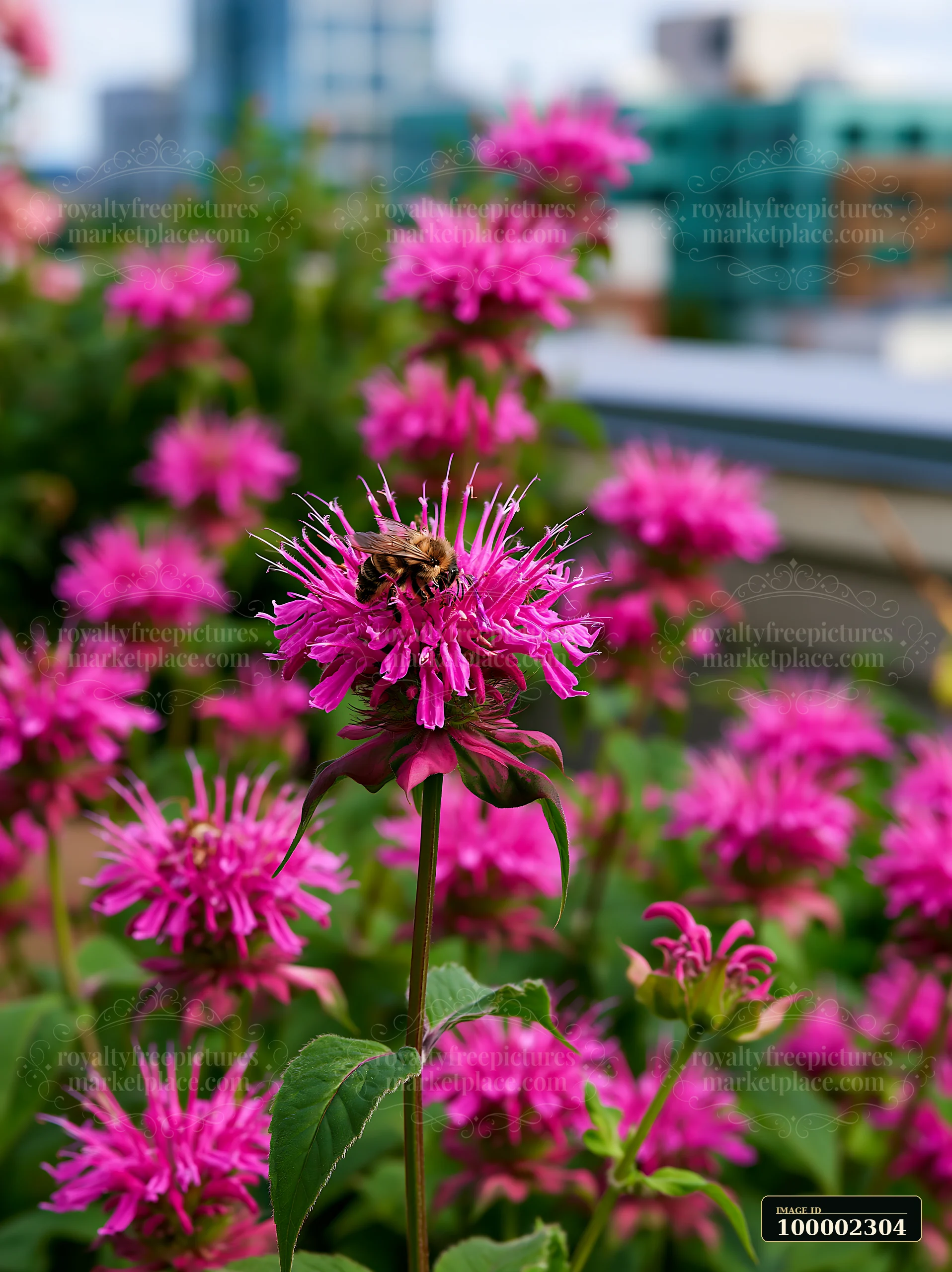Monarda flowers with pollinators bloom in an urban garden.