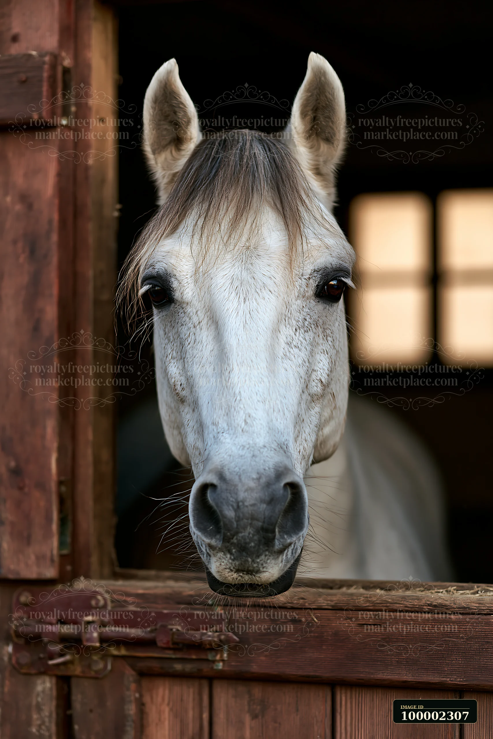 A horse looking through stable door has a curious expression while standing against a wooden background.