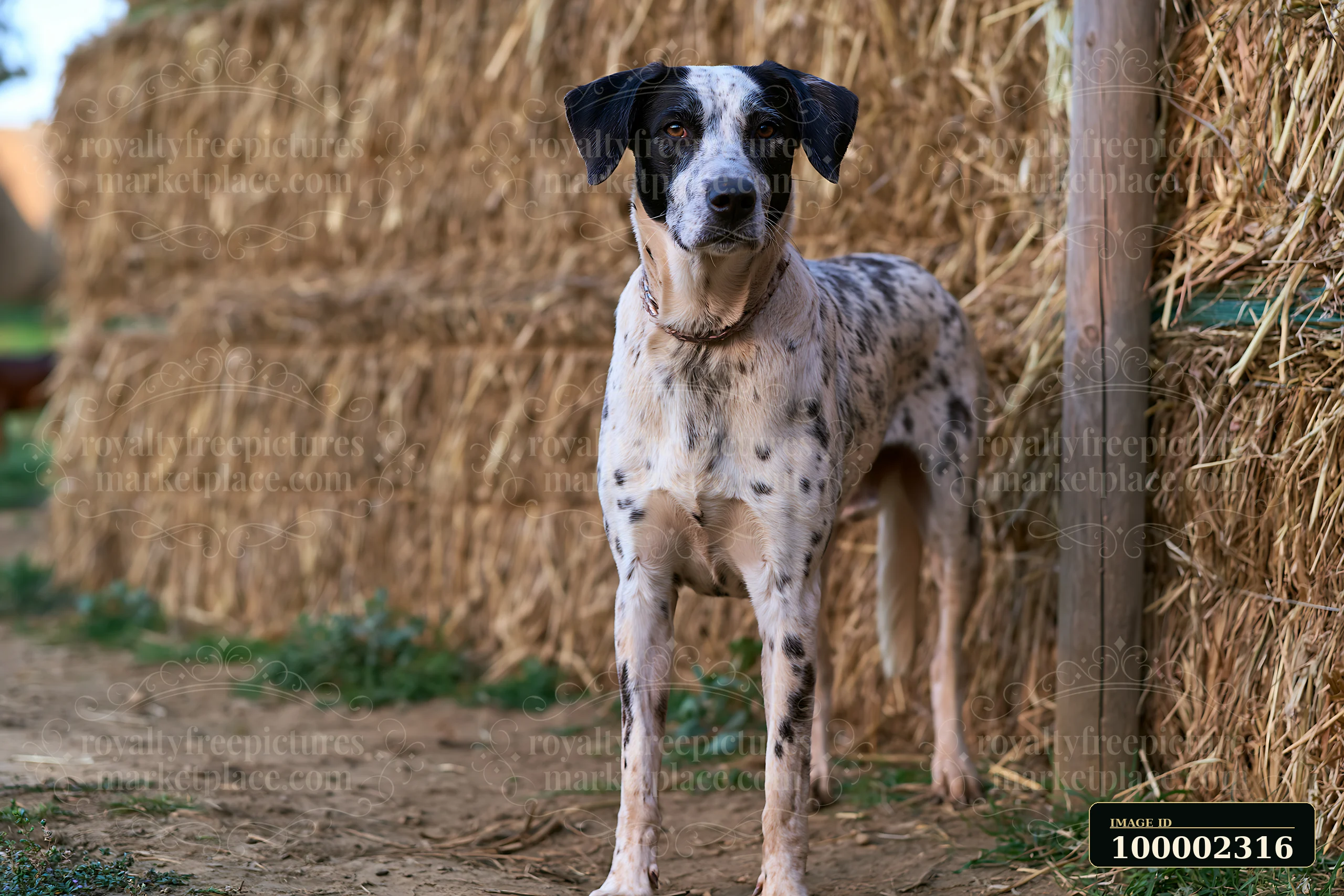 A rare dog breed with a spotted coat stands next to hay bales on a farm.