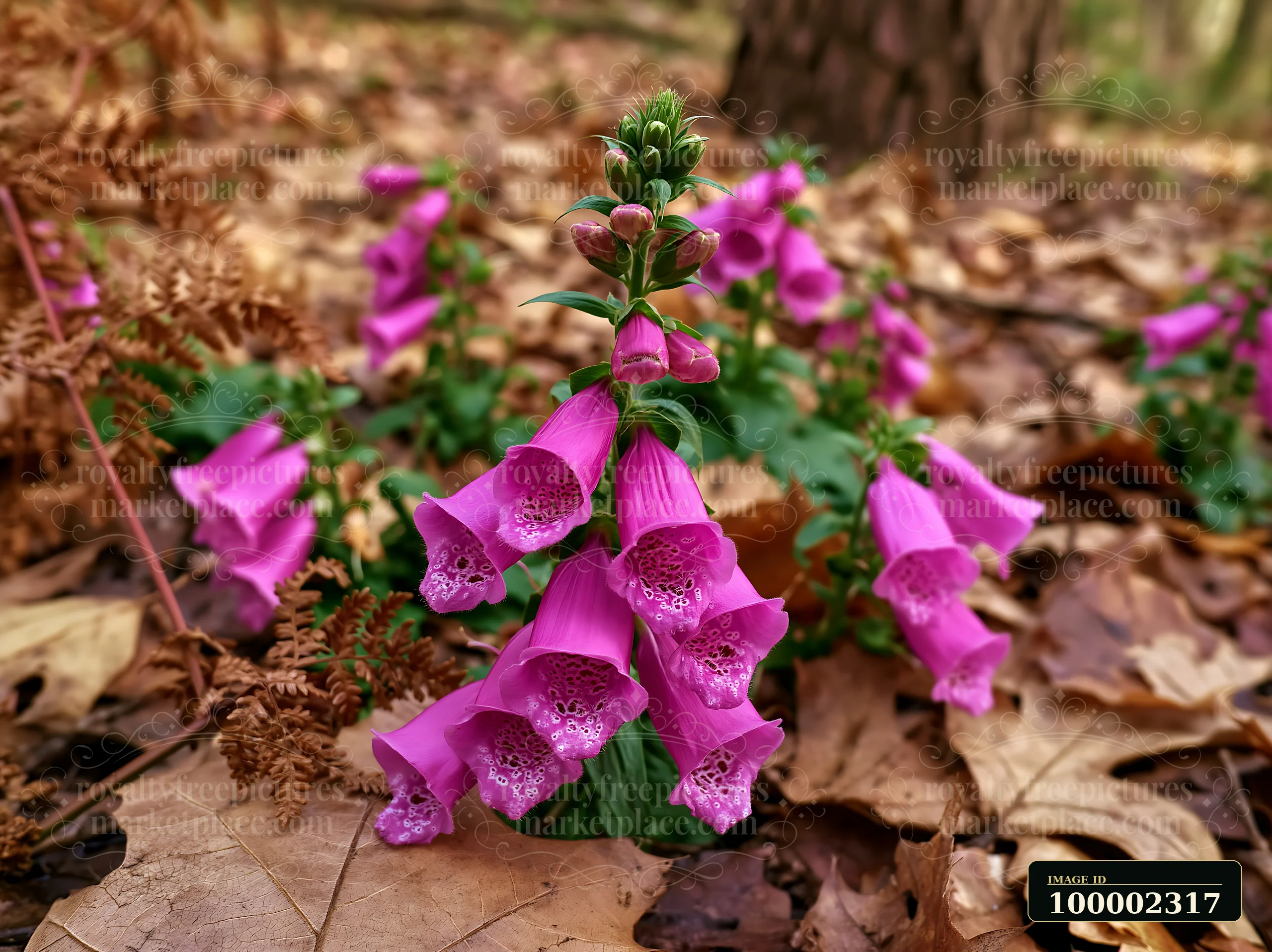 Bright foxglove flowers grow in a woodland clearing among fallen leaves and ferns.