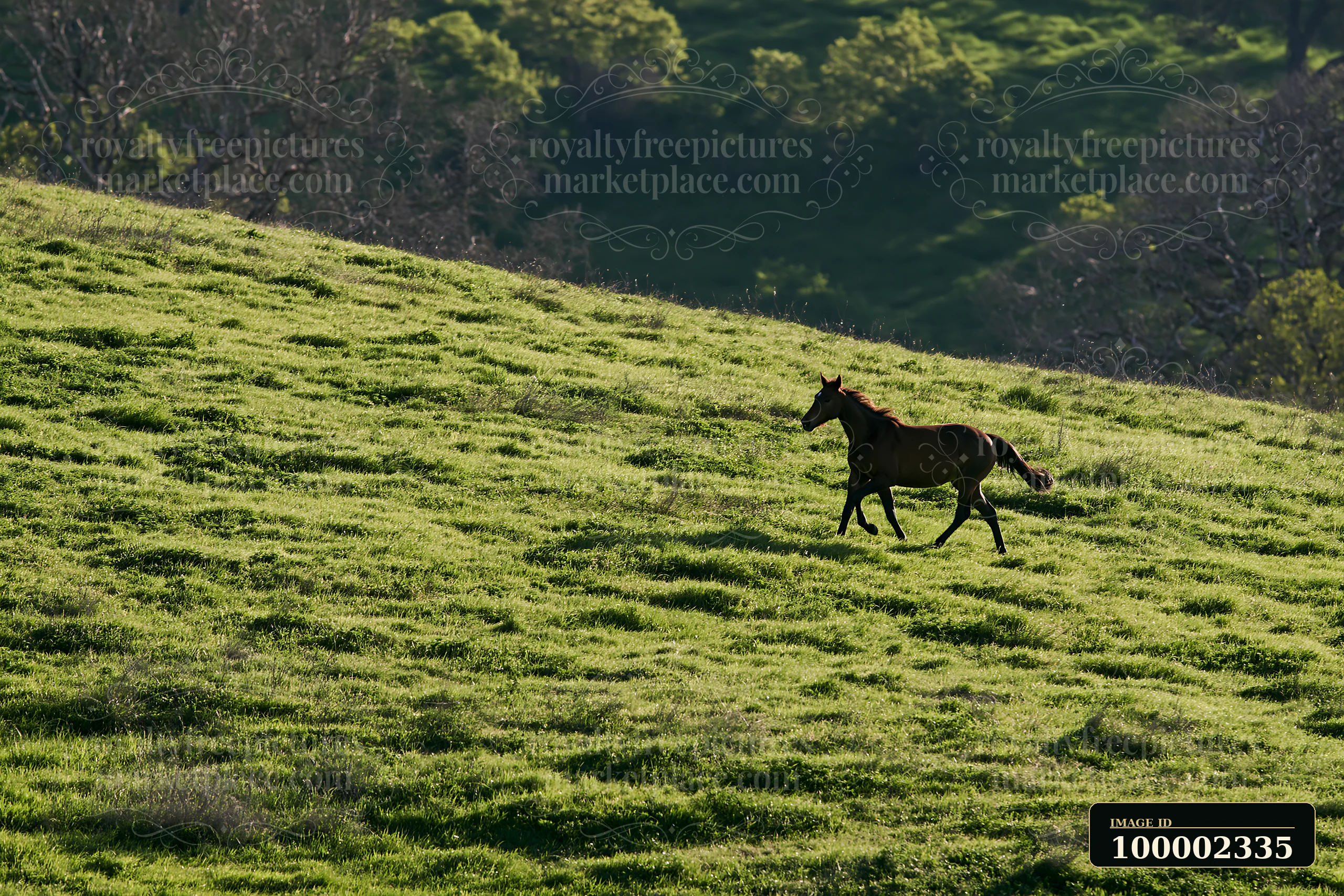 A horse runs across a bright green pasture under clear skies.