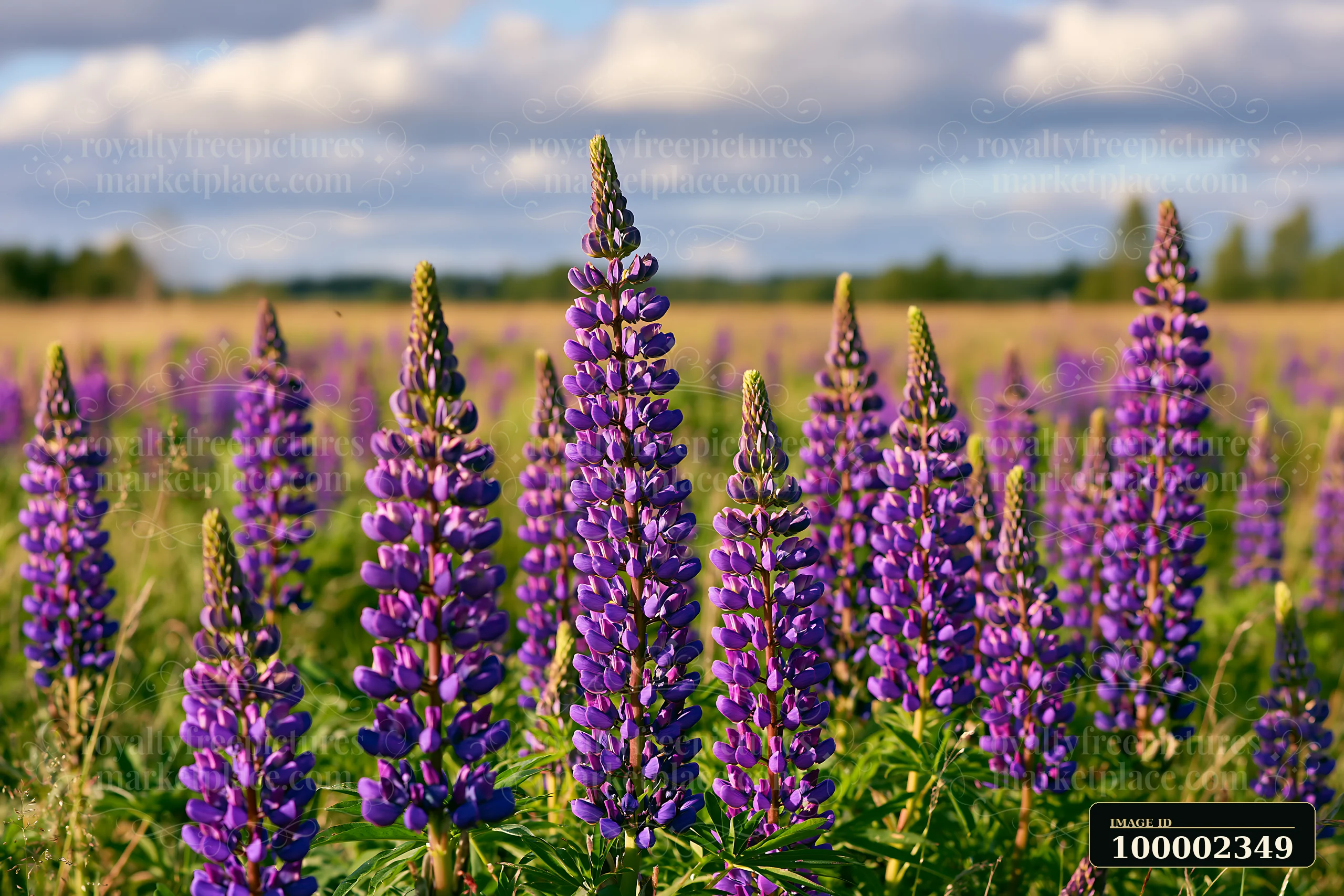 Tall violet flowers stand in a lush meadow under dramatic clouds.