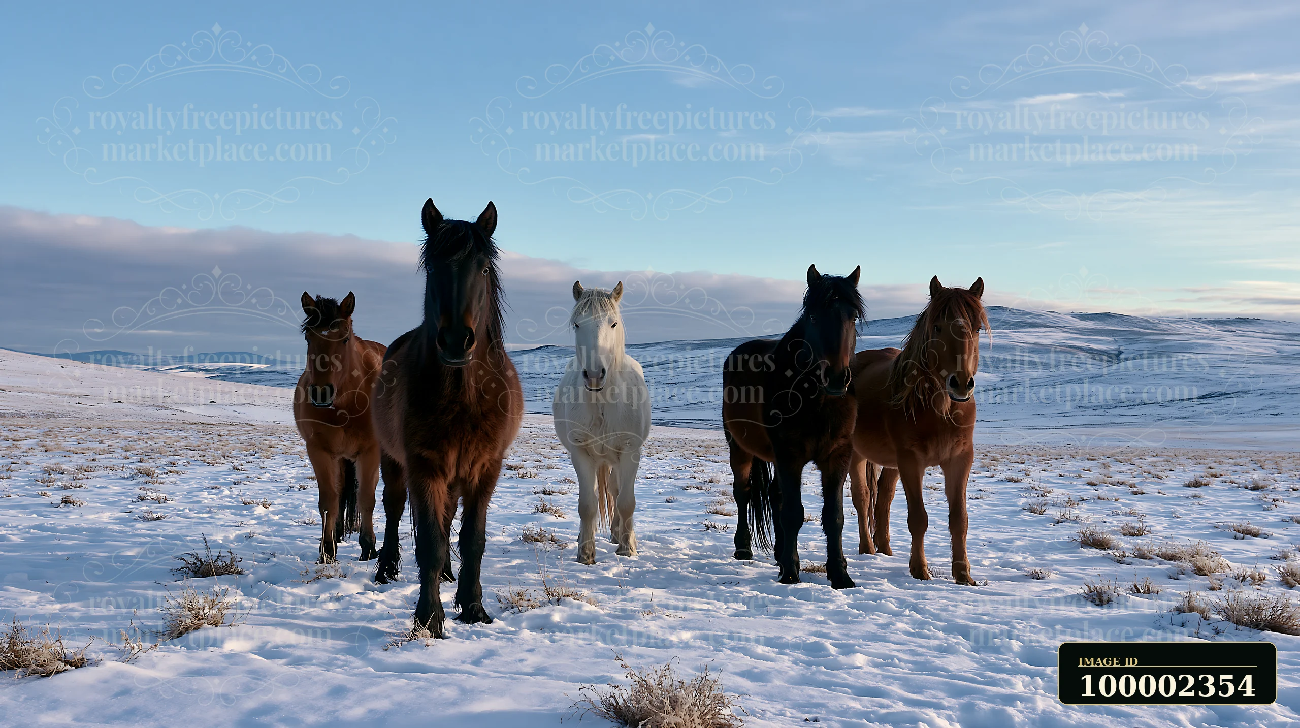 A group of wild horses stands together in a snowy meadow, surrounded by soft white snow and open fields.