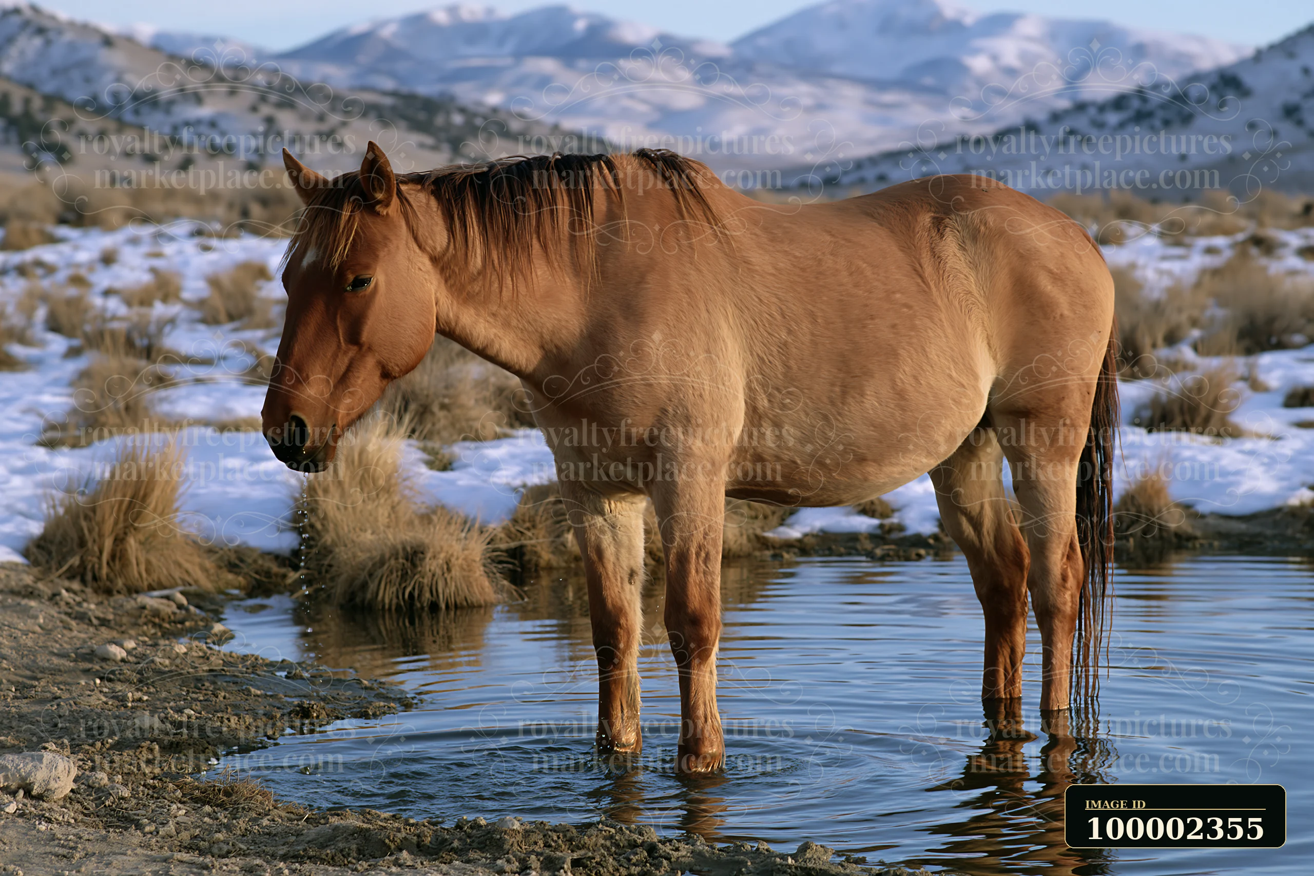 A wild horse stands in shallow water at a natural spring surrounded by mountainous terrain.
