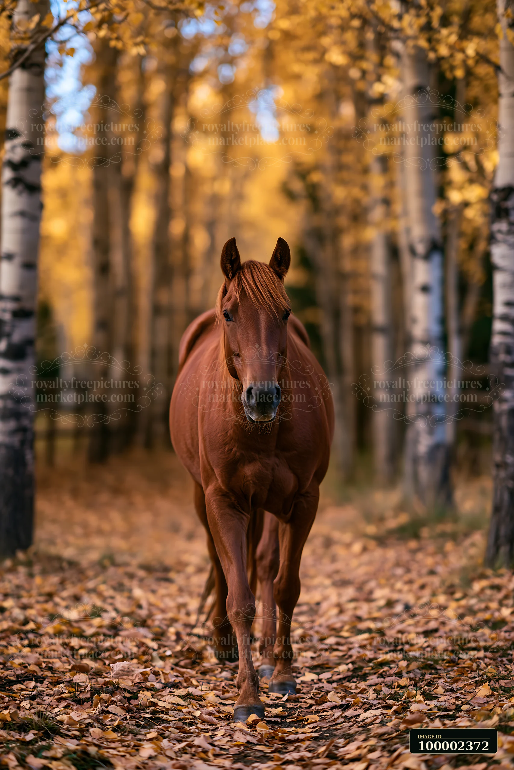 A wild horse walks along a trail in a remote wilderness landscape filled with golden leaves and tall trees.