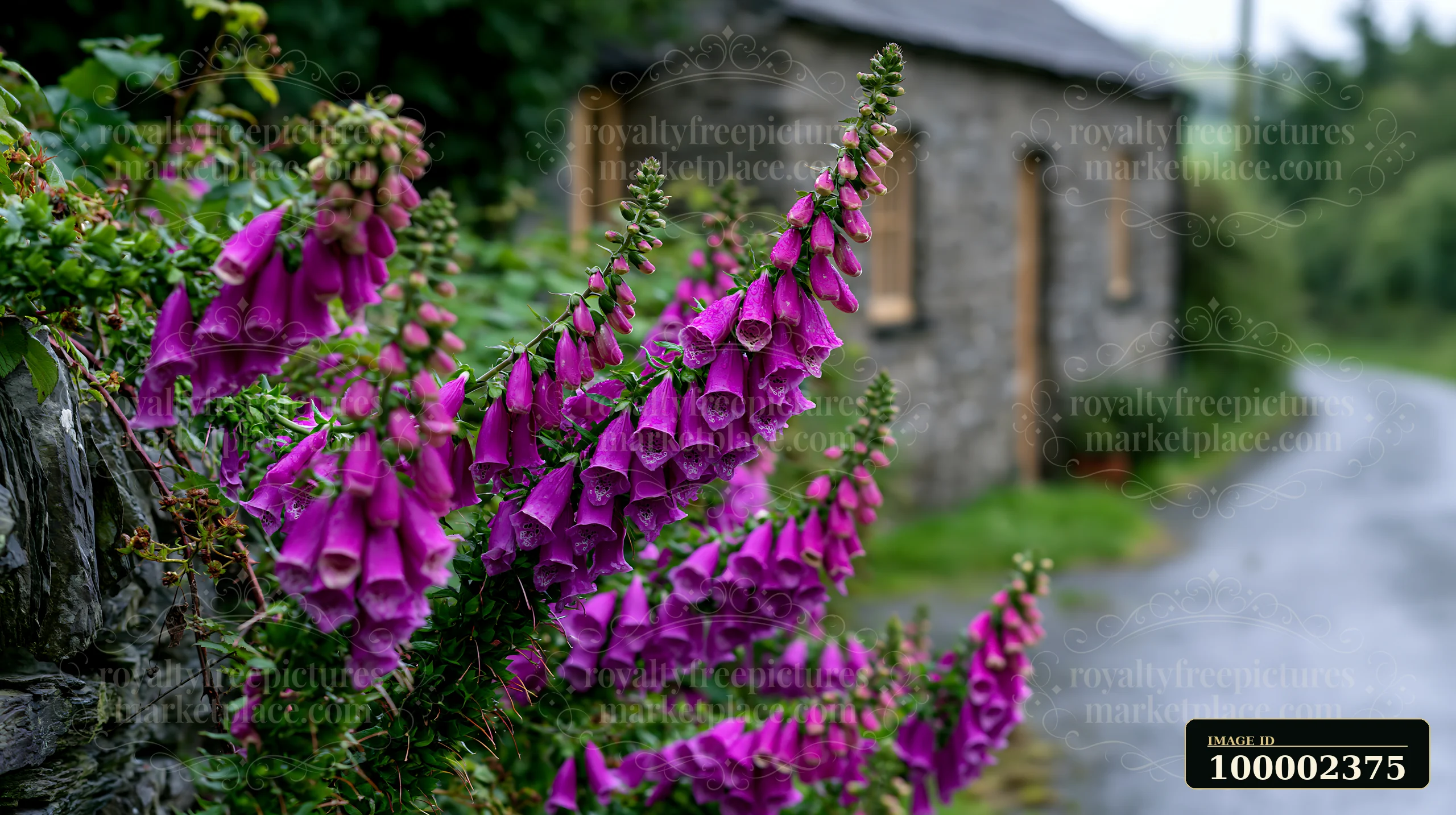 Vibrant foxglove flowers grow next to a stone cottage on a rural road.