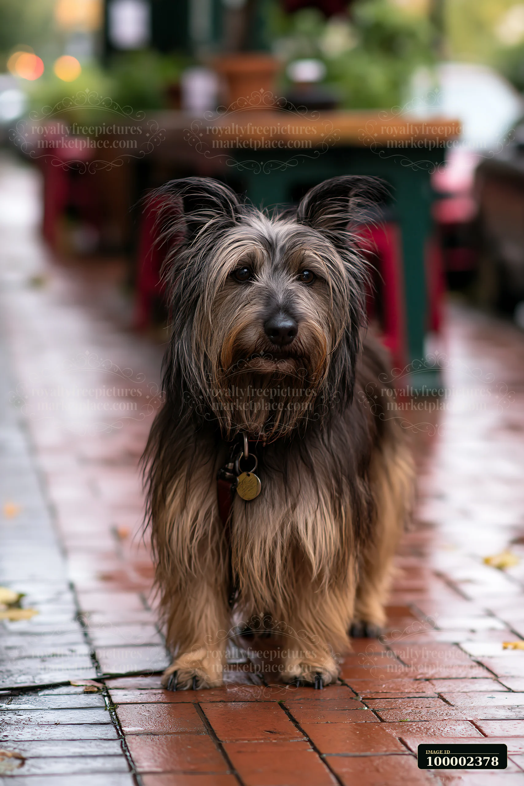 A rare dog breed stands on a wet brick sidewalk outside a café.
