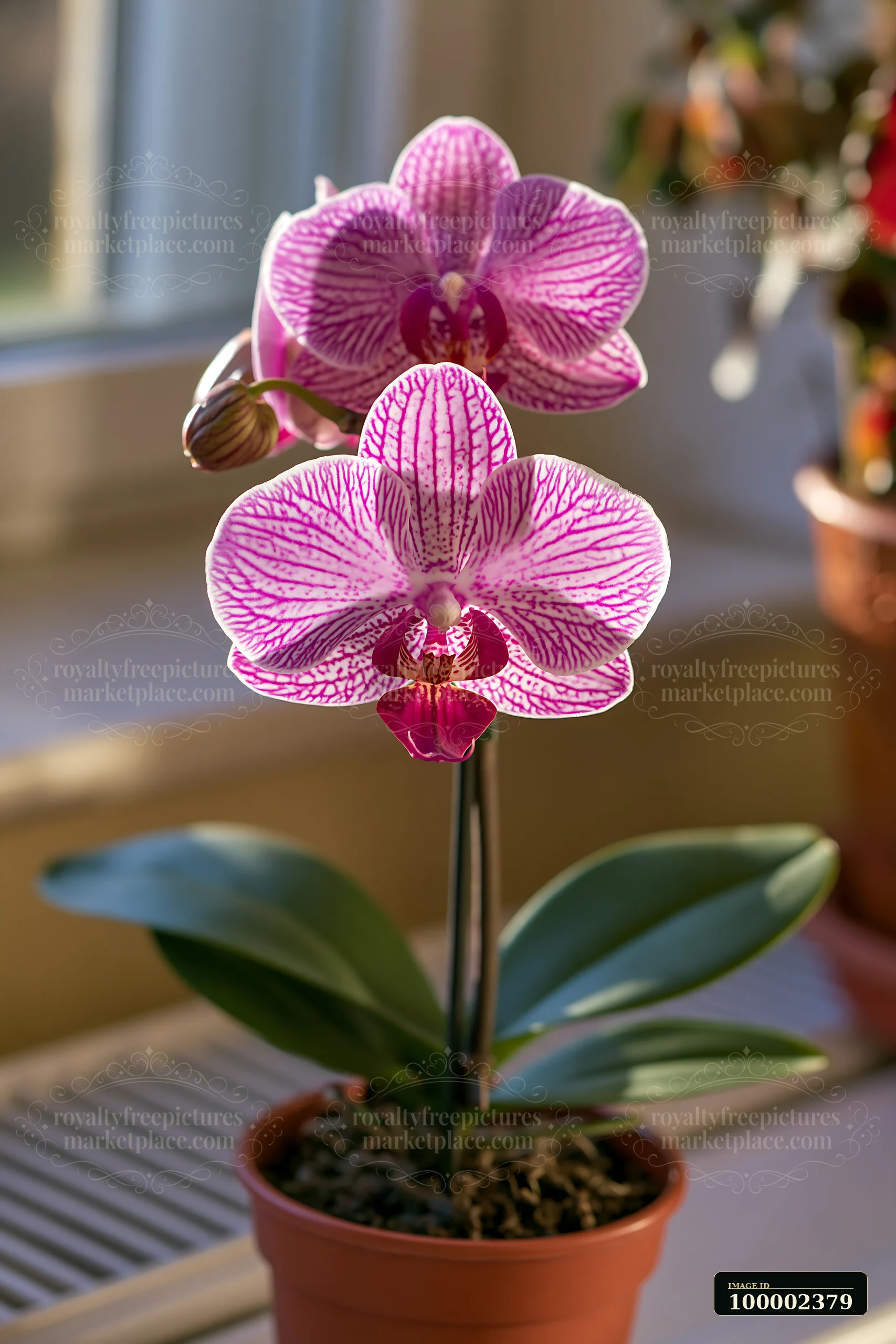 Two pink orchid flowers bloom on a windowsill, receiving sunlight during the day.