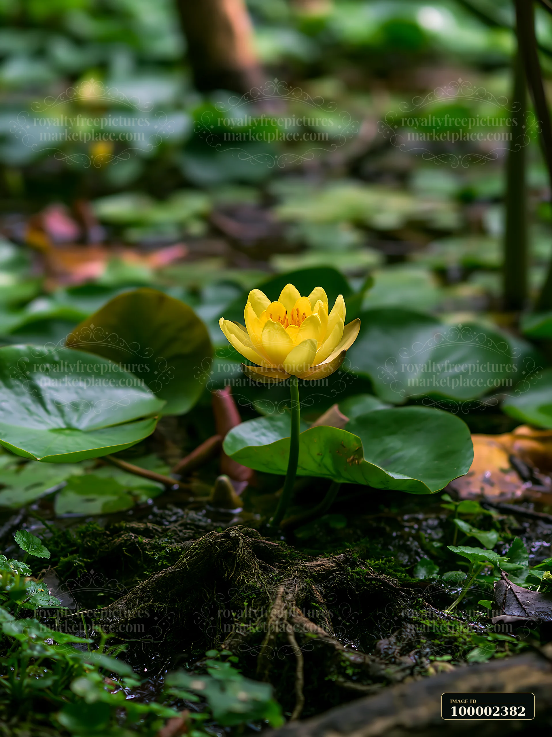 A yellow water lily in small pond stands among green leaves and wet soil.