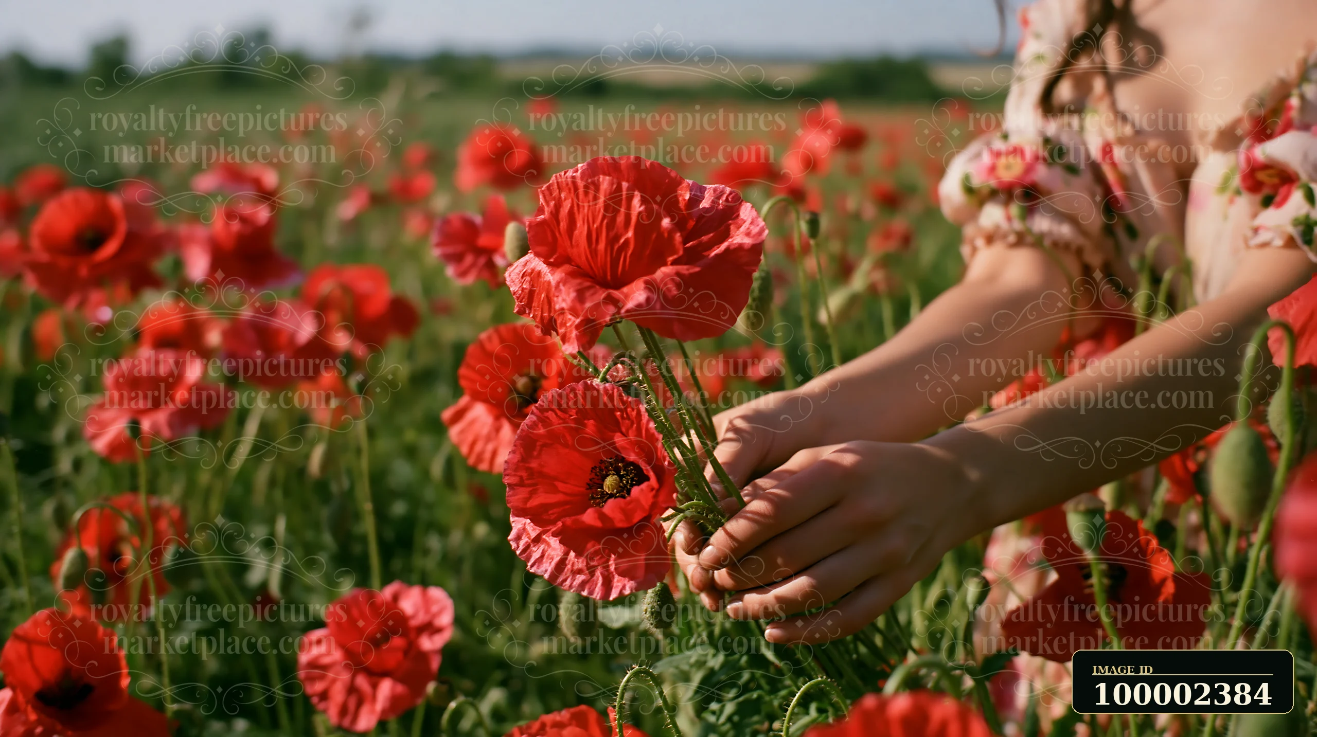 A person is hand gathering wild meadow flowers in a field filled with bright red poppies.