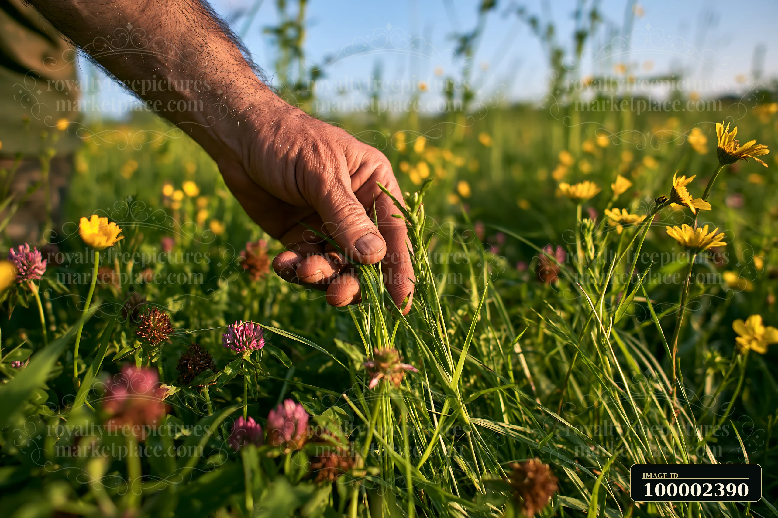 A farmer inspecting meadow crops touches the green grass and wildflowers in a sunny field.