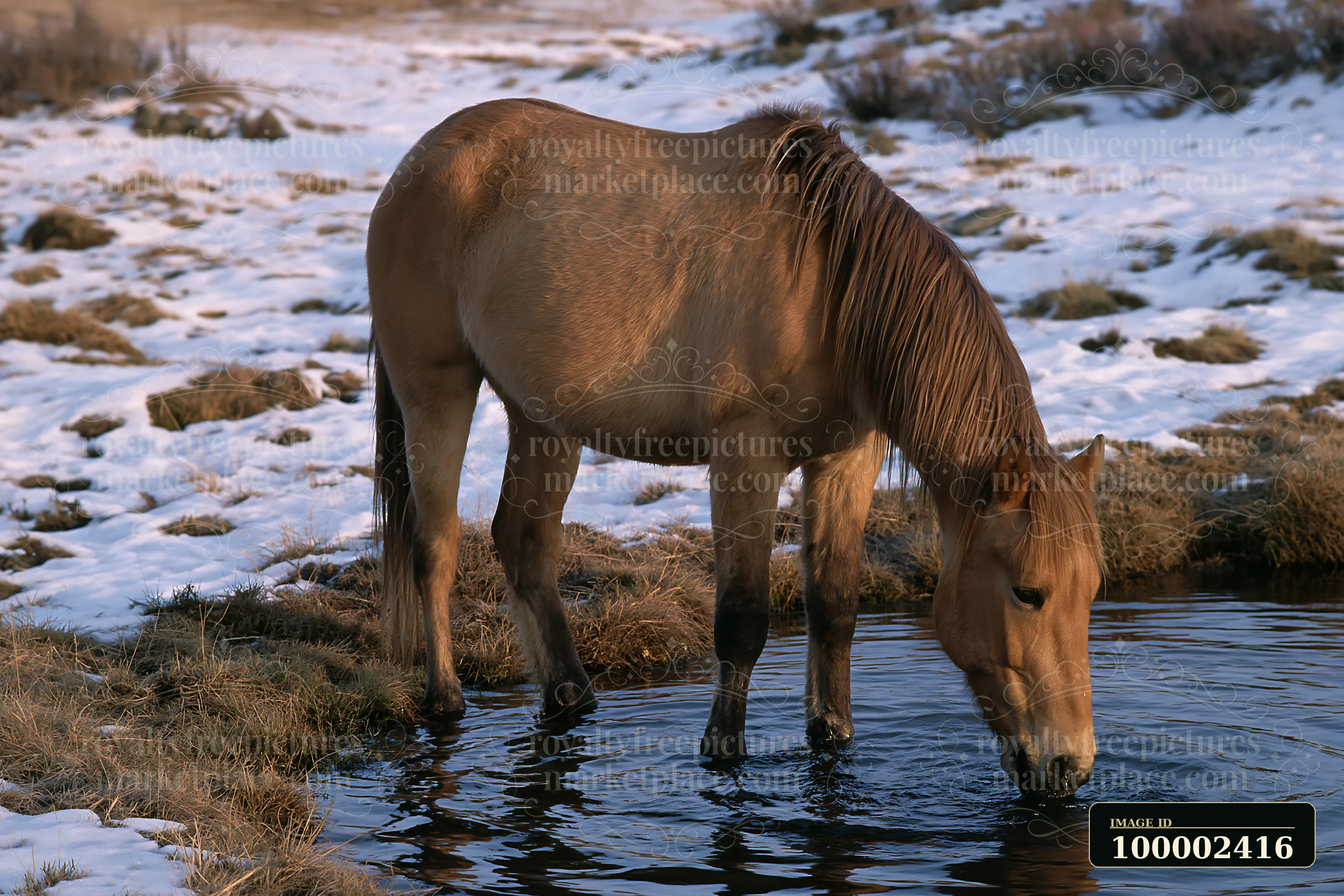 A wild horse drinking from natural spring stands in a grassy area surrounded by patches of snow.