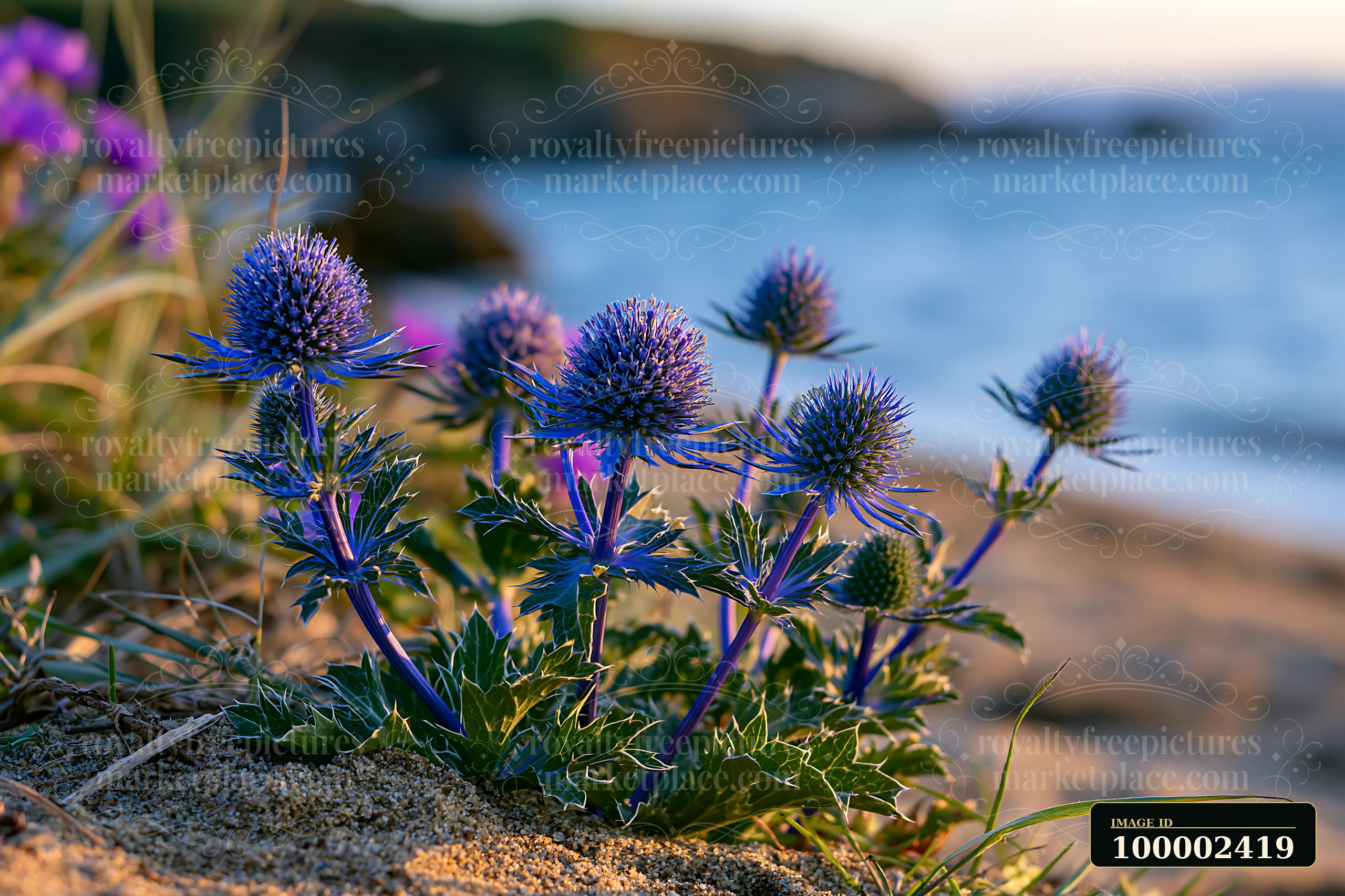 Sea holly flowers bloom near the shore where sand meets water.