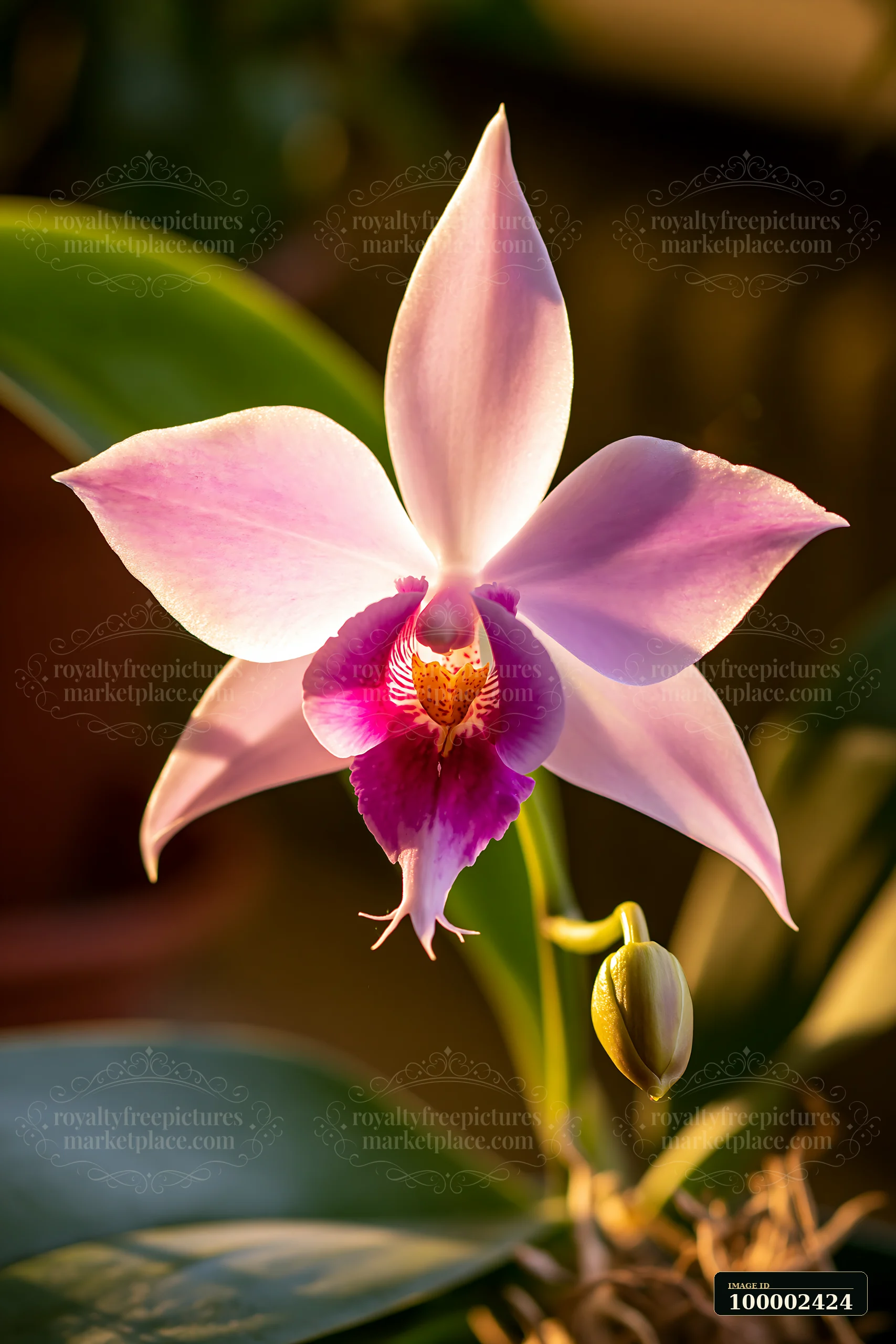 A pink orchid flower blooms on a windowsill with sunlight illuminating its petals.