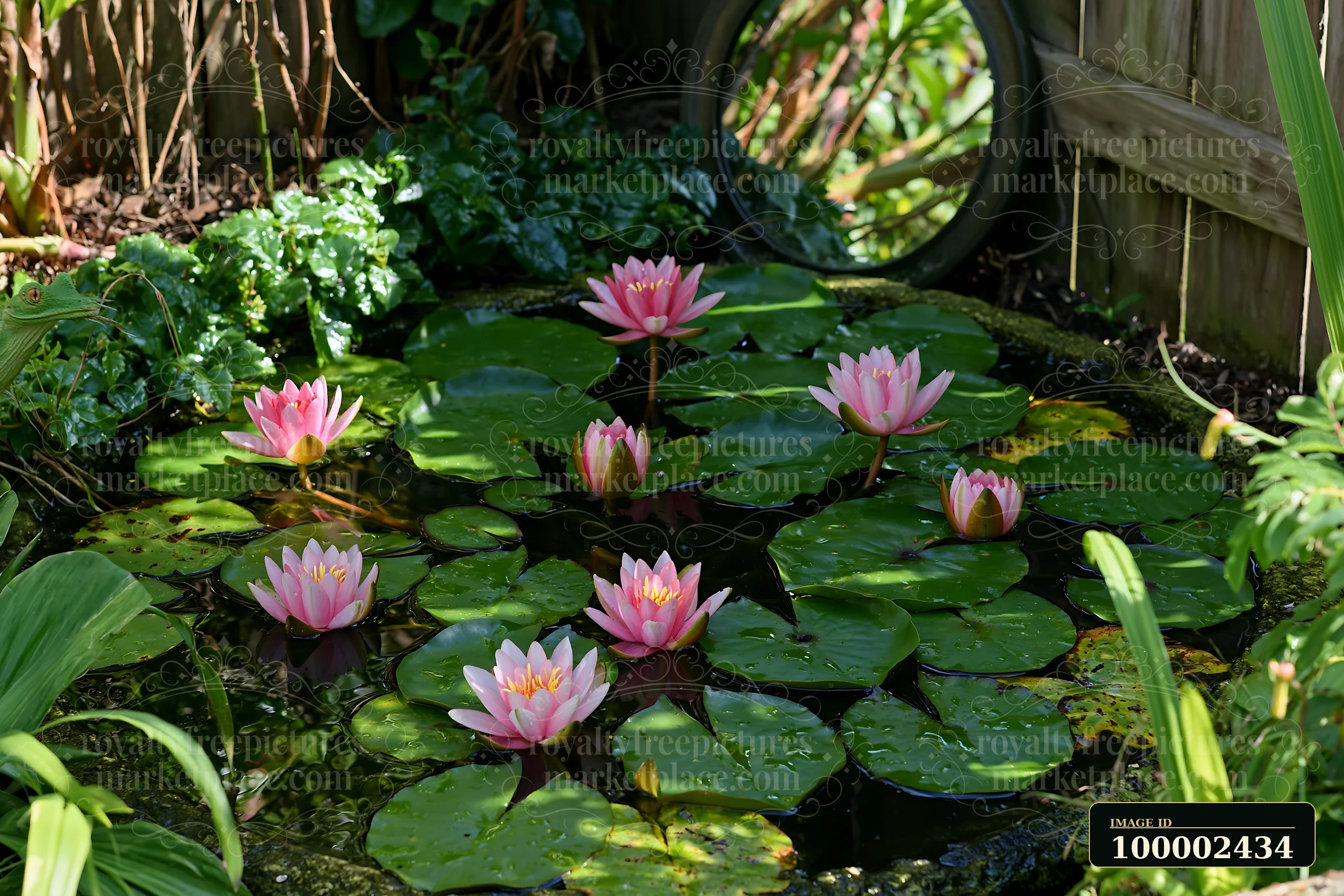 Bright pink water lilies bloom in a small garden pond surrounded by green leaves and plants.
