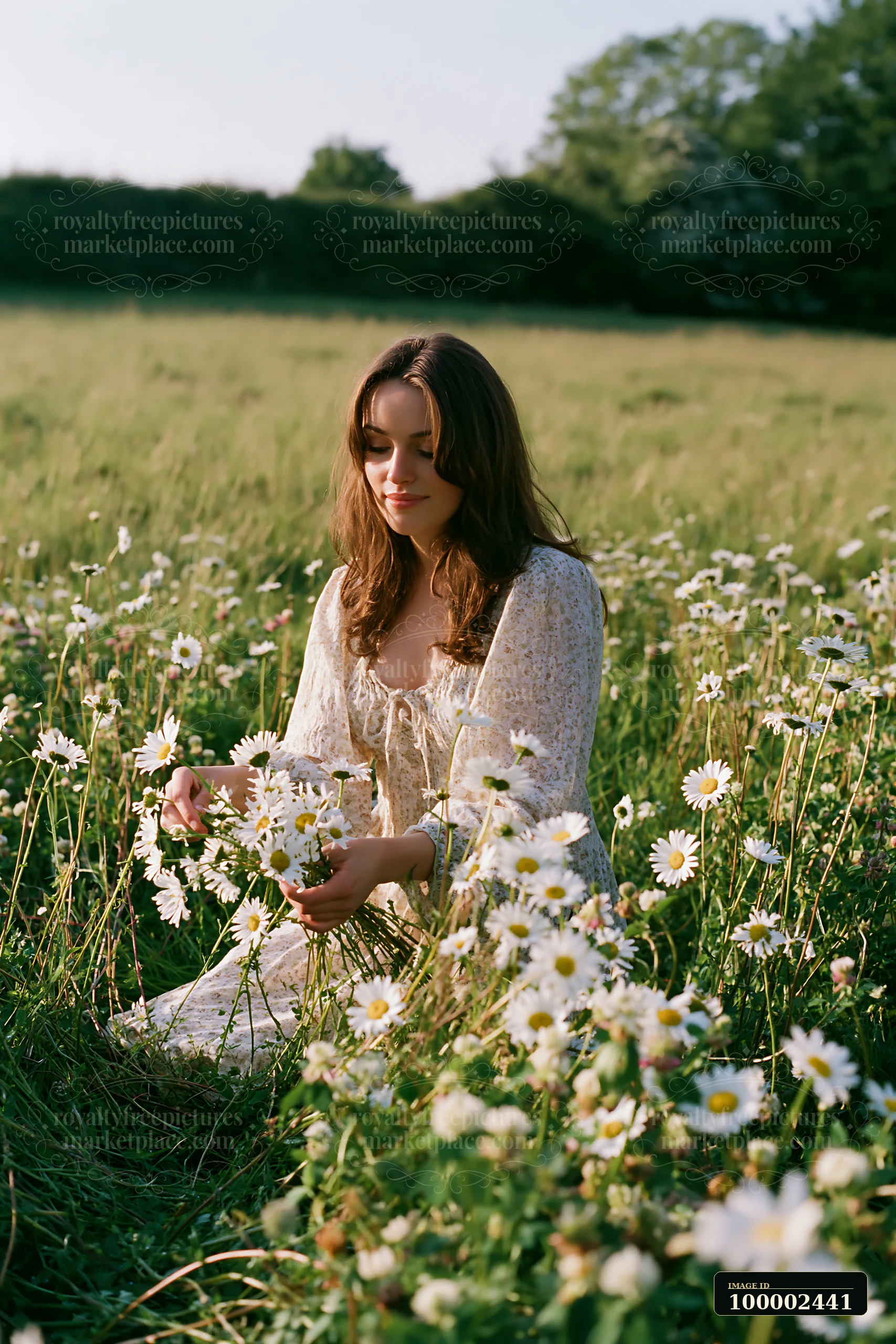 A person is hand gathering wild meadow flowers while sitting among daisies in a sunny field.