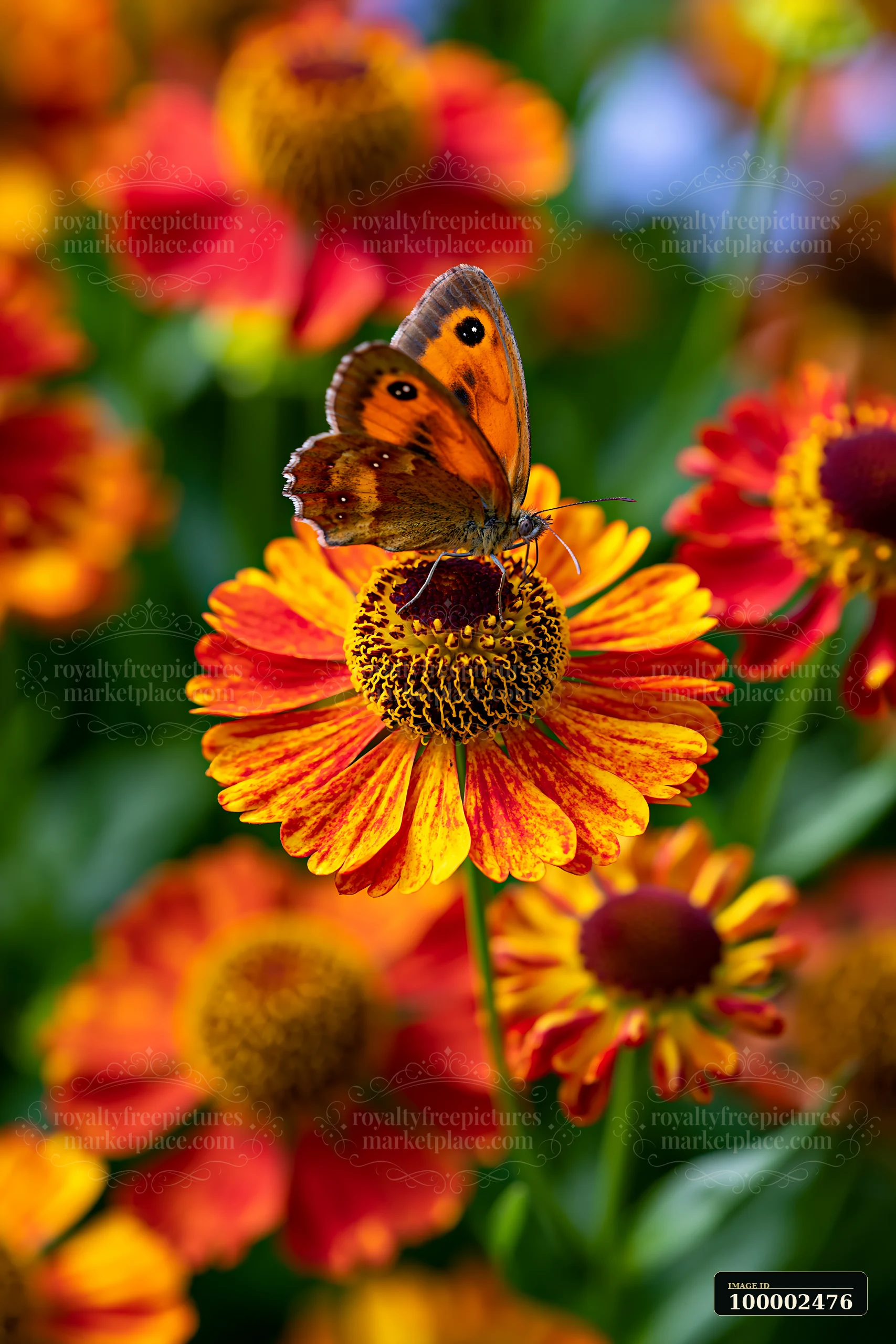 Butterfly sits on a helenium flower in a colorful garden setting filled with various blooming flowers.