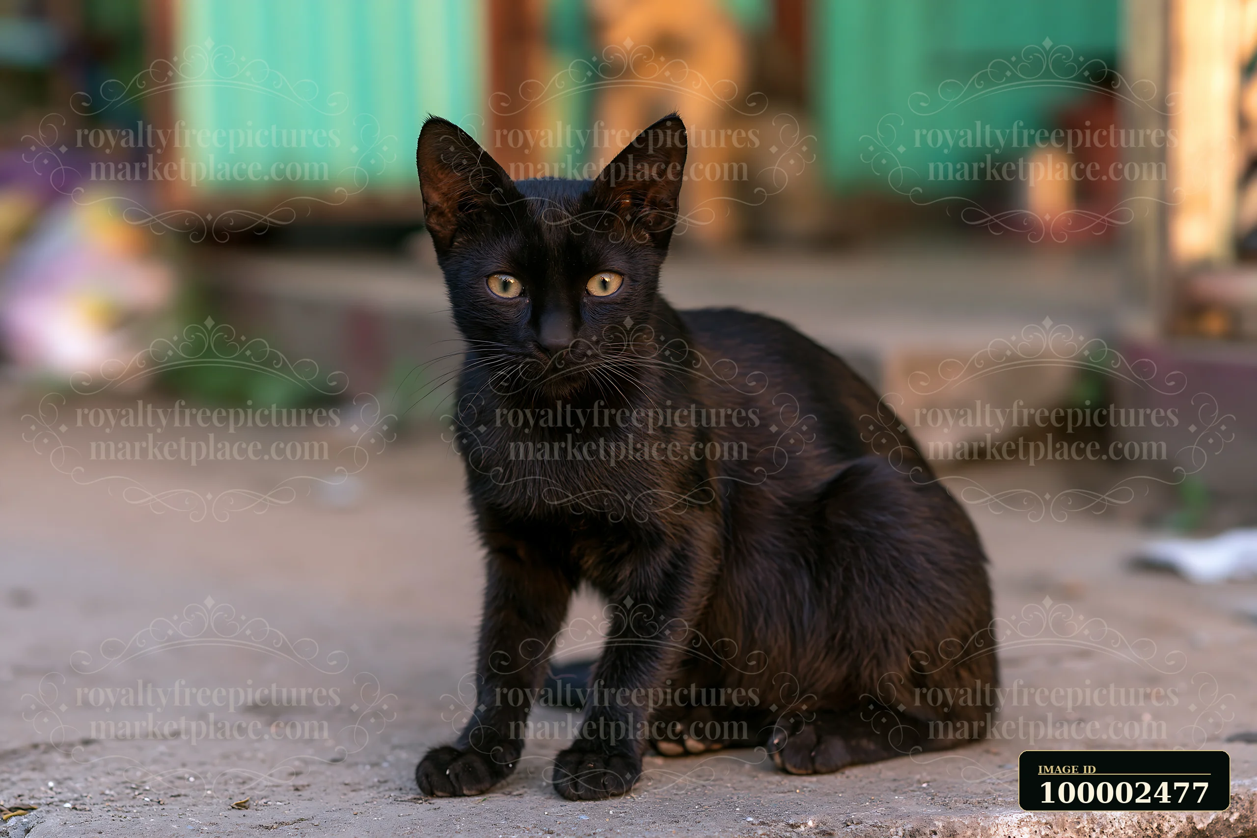 A black Mandalay cat sits on the ground with a curious expression.