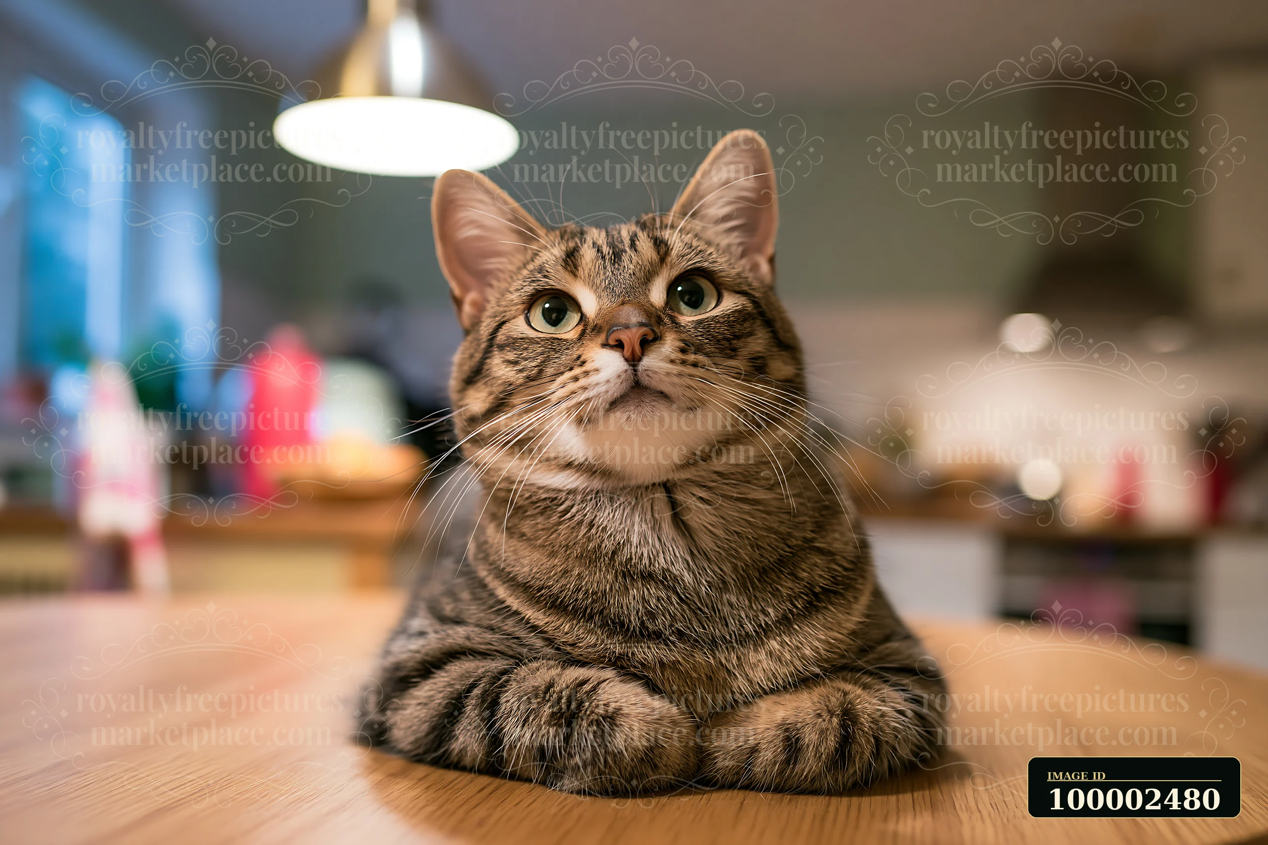 A Dwelf cat sits on a wooden table in a cozy kitchen.