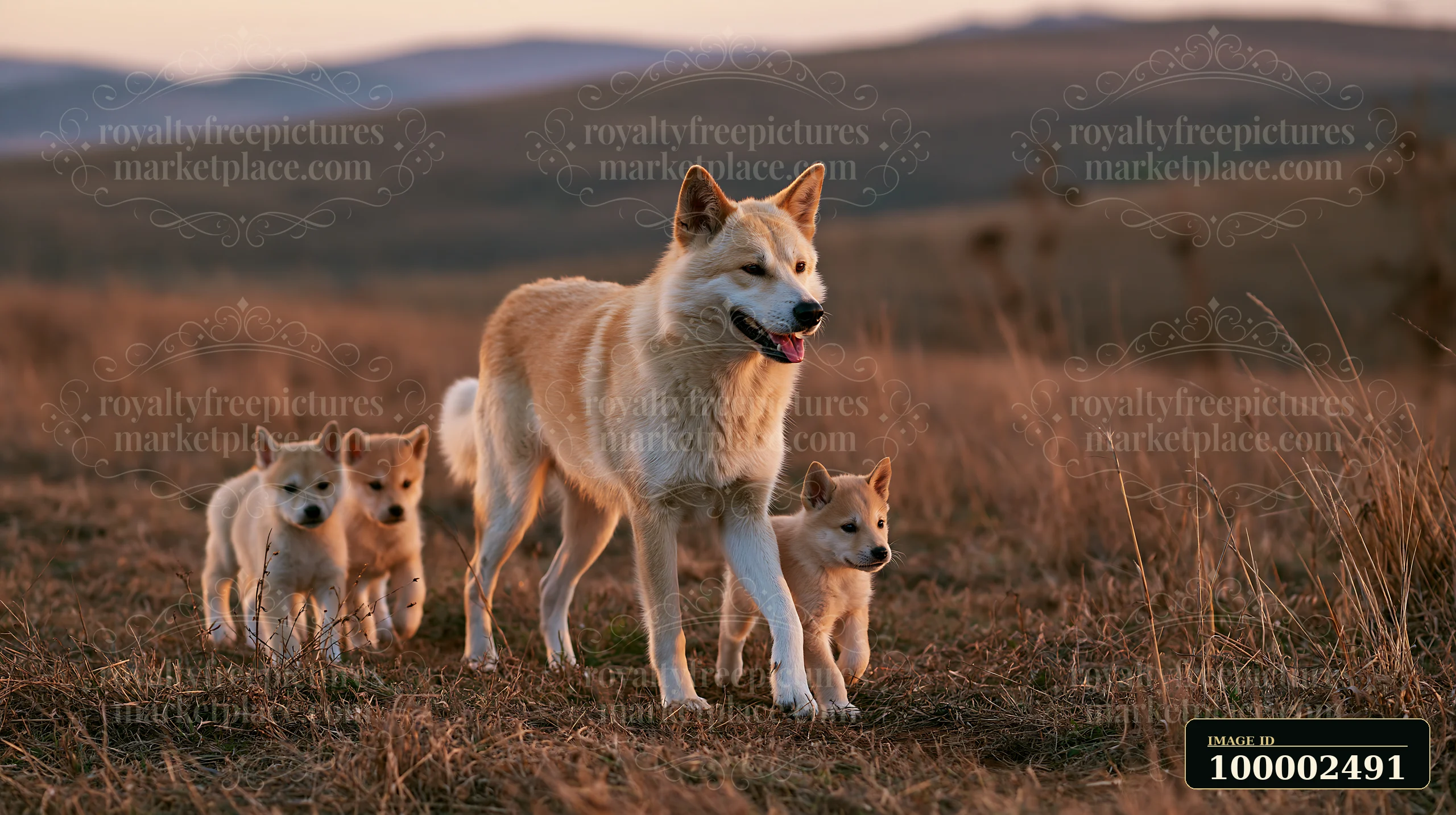 A rare dog breed mother walks through a grassy field with her playful puppies.