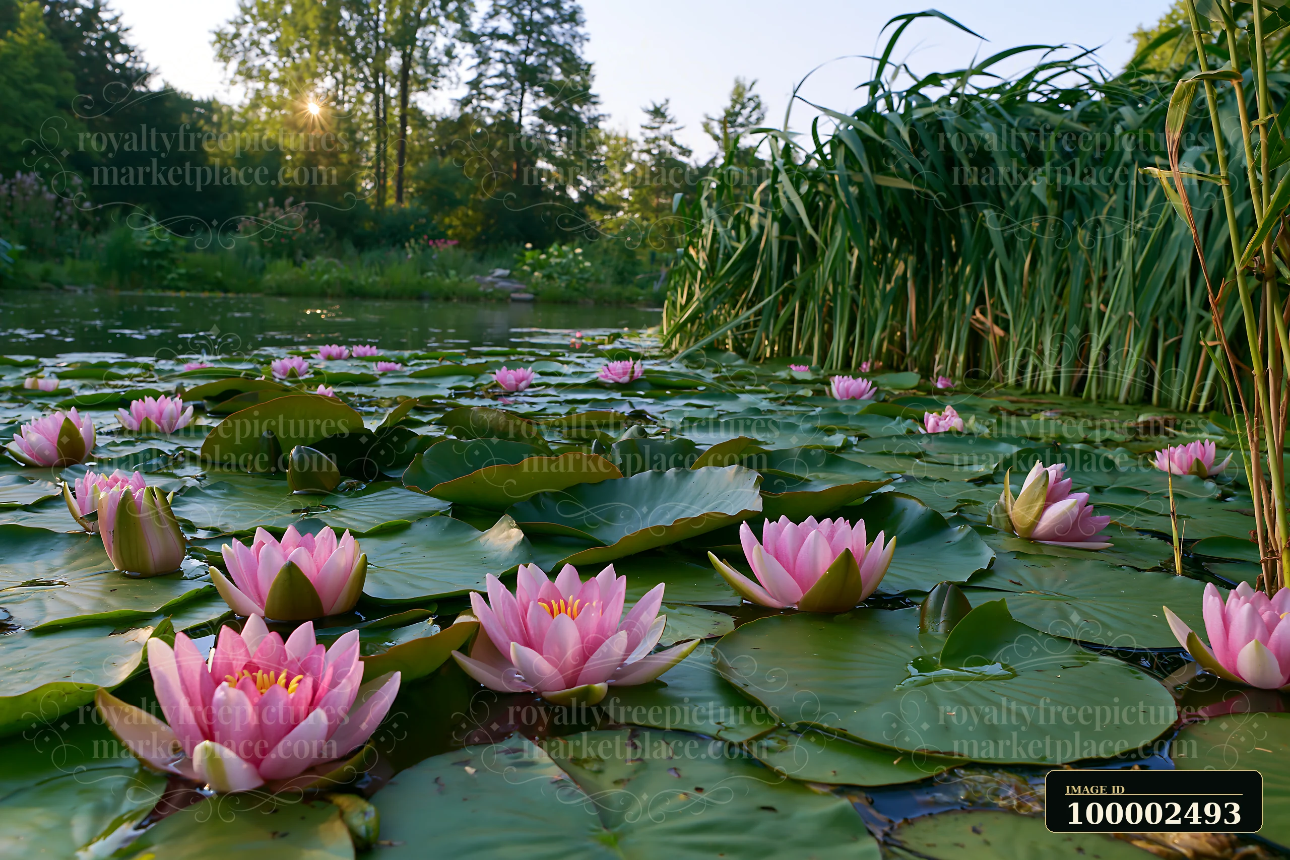 A water lily pond viewed at water level showcases vibrant pink lilies blooming among broad green leaves.