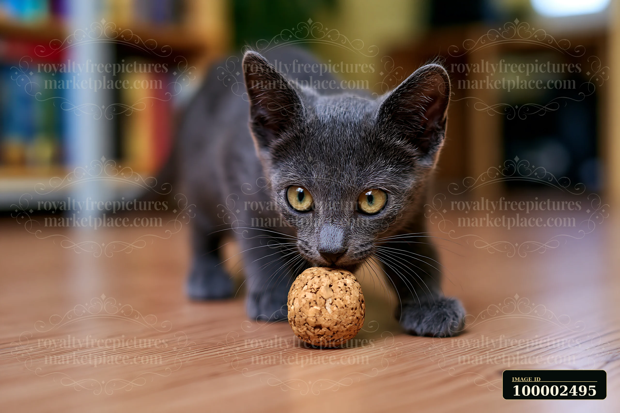 A Korat kitten explores a small ball made of cork on a wooden floor in a cozy indoor environment.