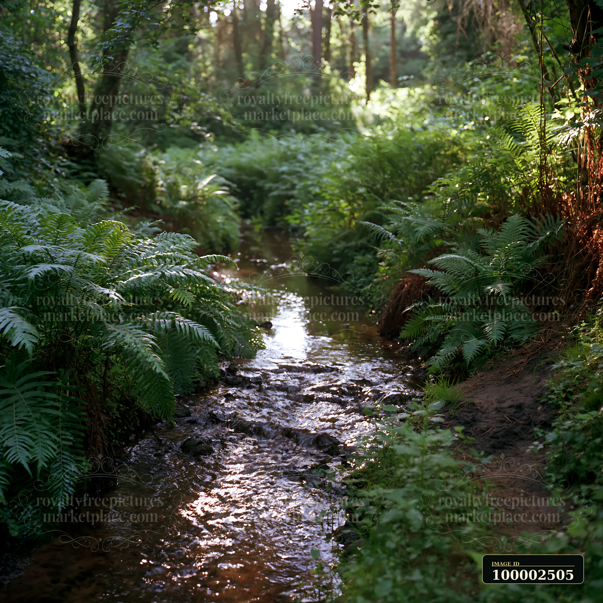 A clear stream flows through a woodland area filled with ferns.