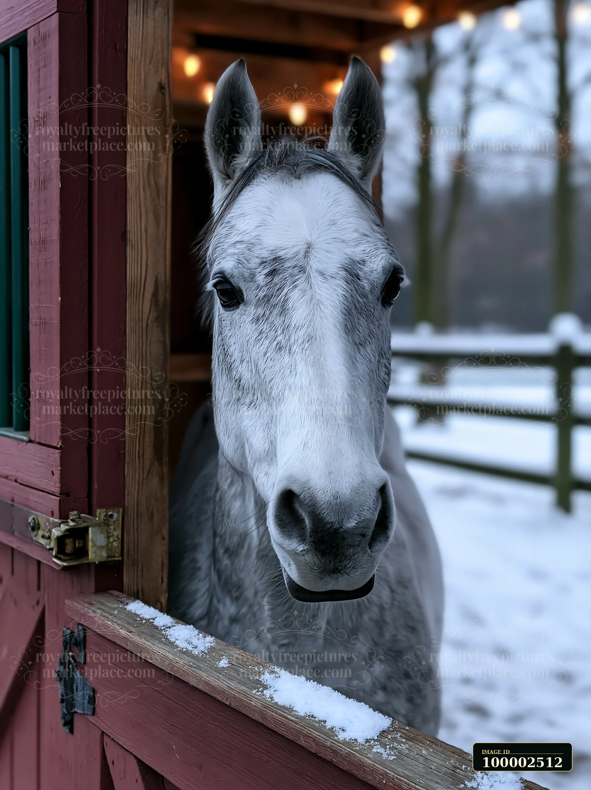 A horse looking through stable door stands in a snowy area.