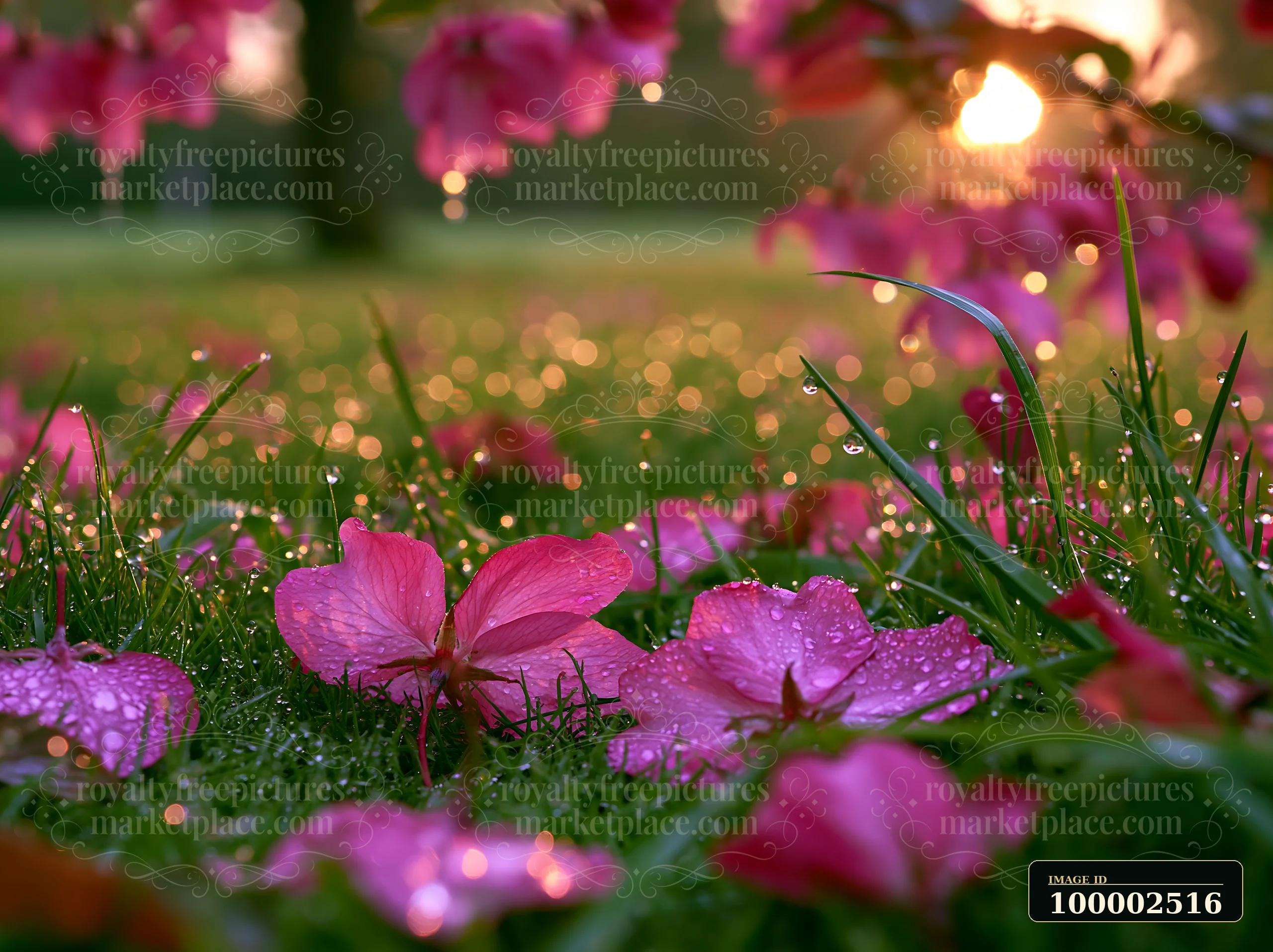 Spring trees with fallen petals on grass create a colorful scene.