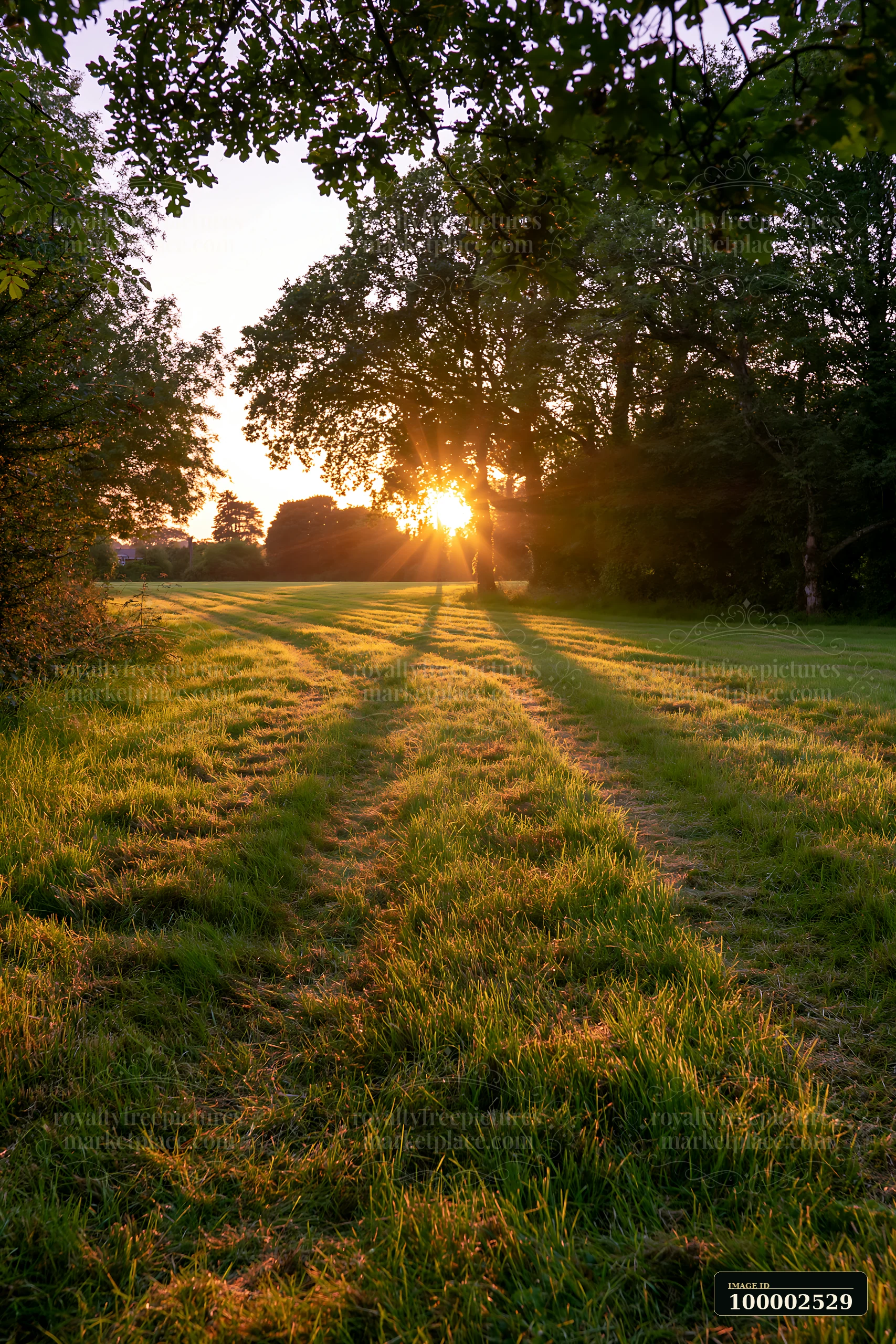 Golden sunlight filters through trees creating shadows on freshly cut meadow rows during golden hour.