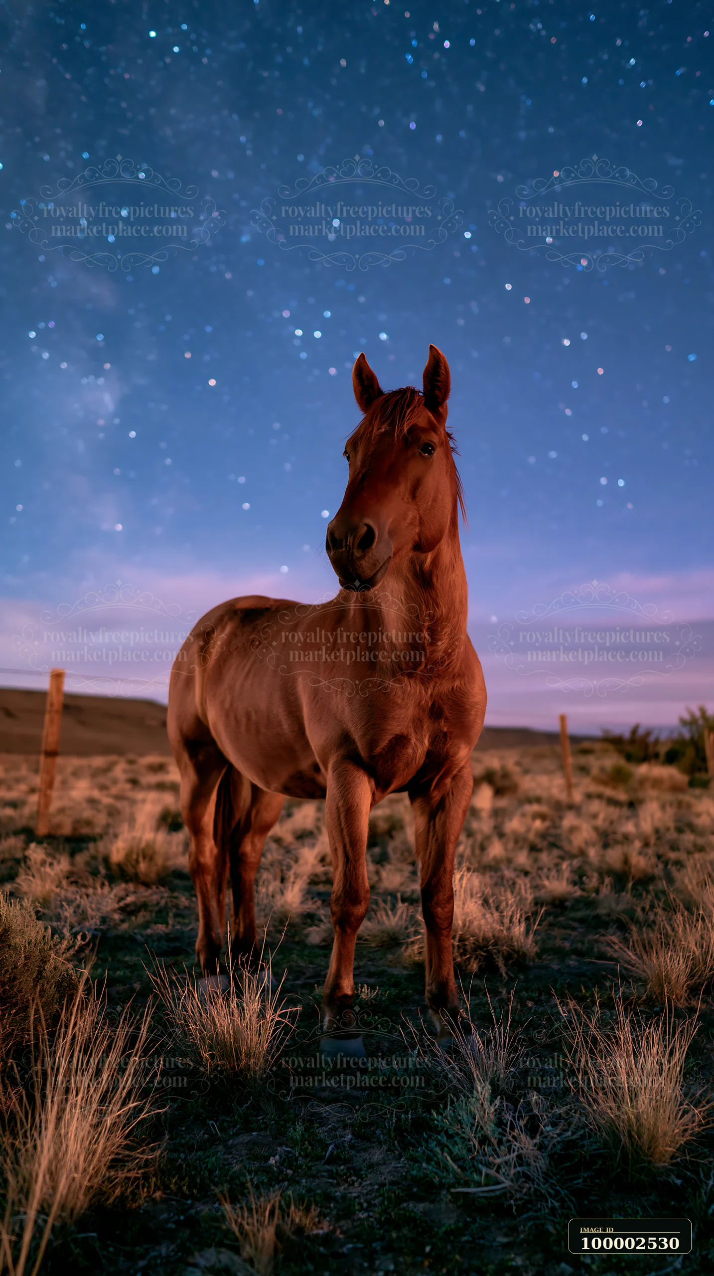 A horse stands in a grassland under a star-filled sky, with faint hints of twilight.