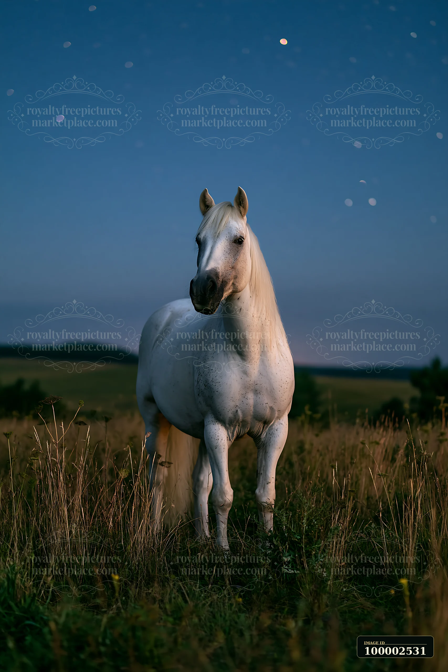 A white horse stands in a grassland at night, surrounded by stars and open fields.