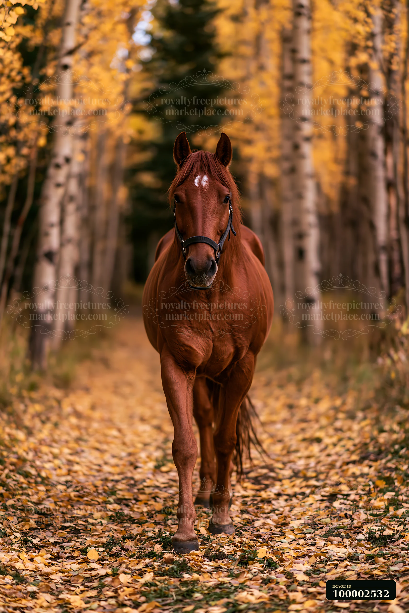 A strong brown horse walks along a forest path covered in fallen leaves.