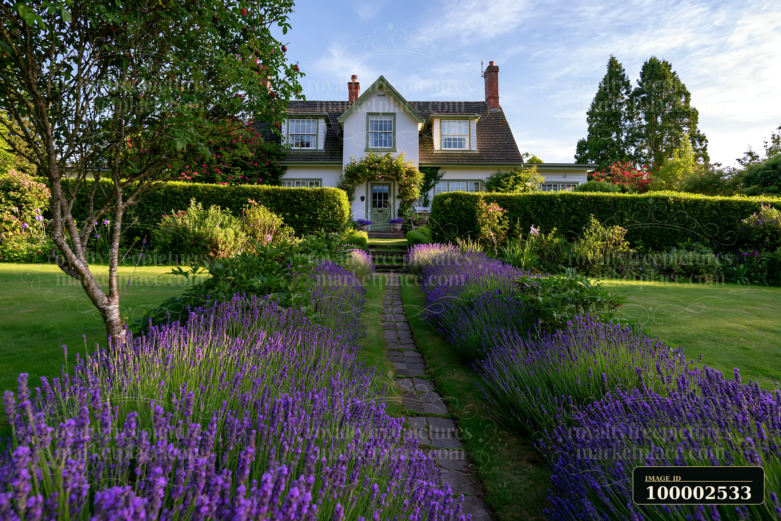 A country house is surrounded by tall hedges and blooming lavender flowers.
