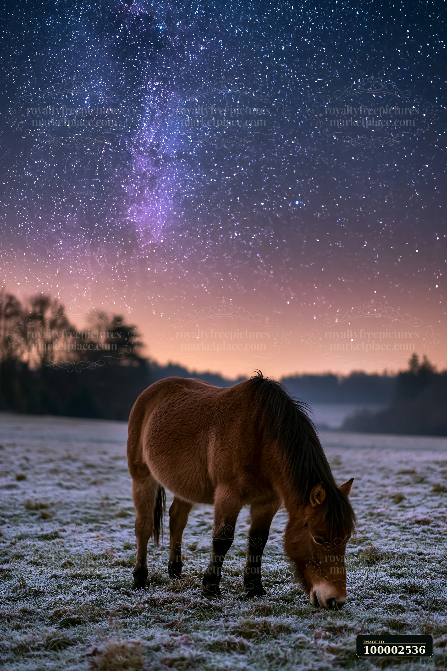 A horse grazes in a frosty field as stars fill the evening sky with vibrant colors.