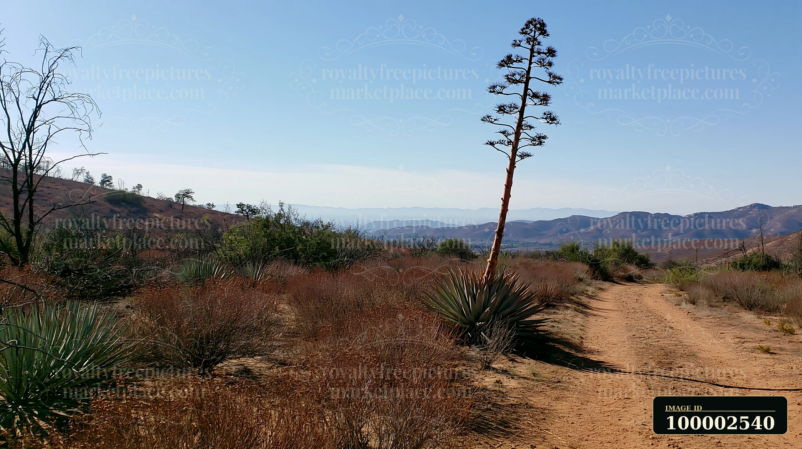 A tall agave flower stalk rises against a clear sky in a desert terrain.