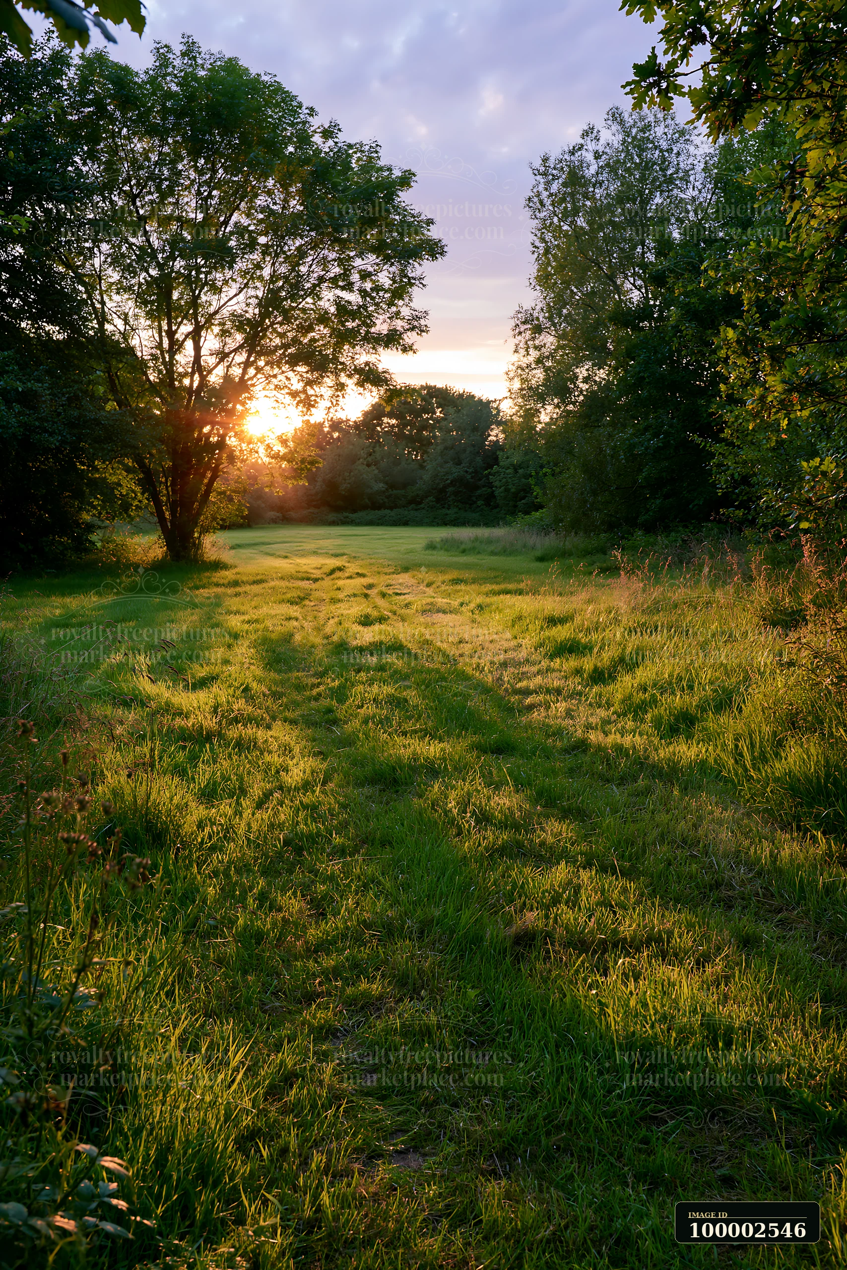 Freshly cut meadow rows lead through green grass under a setting sun.