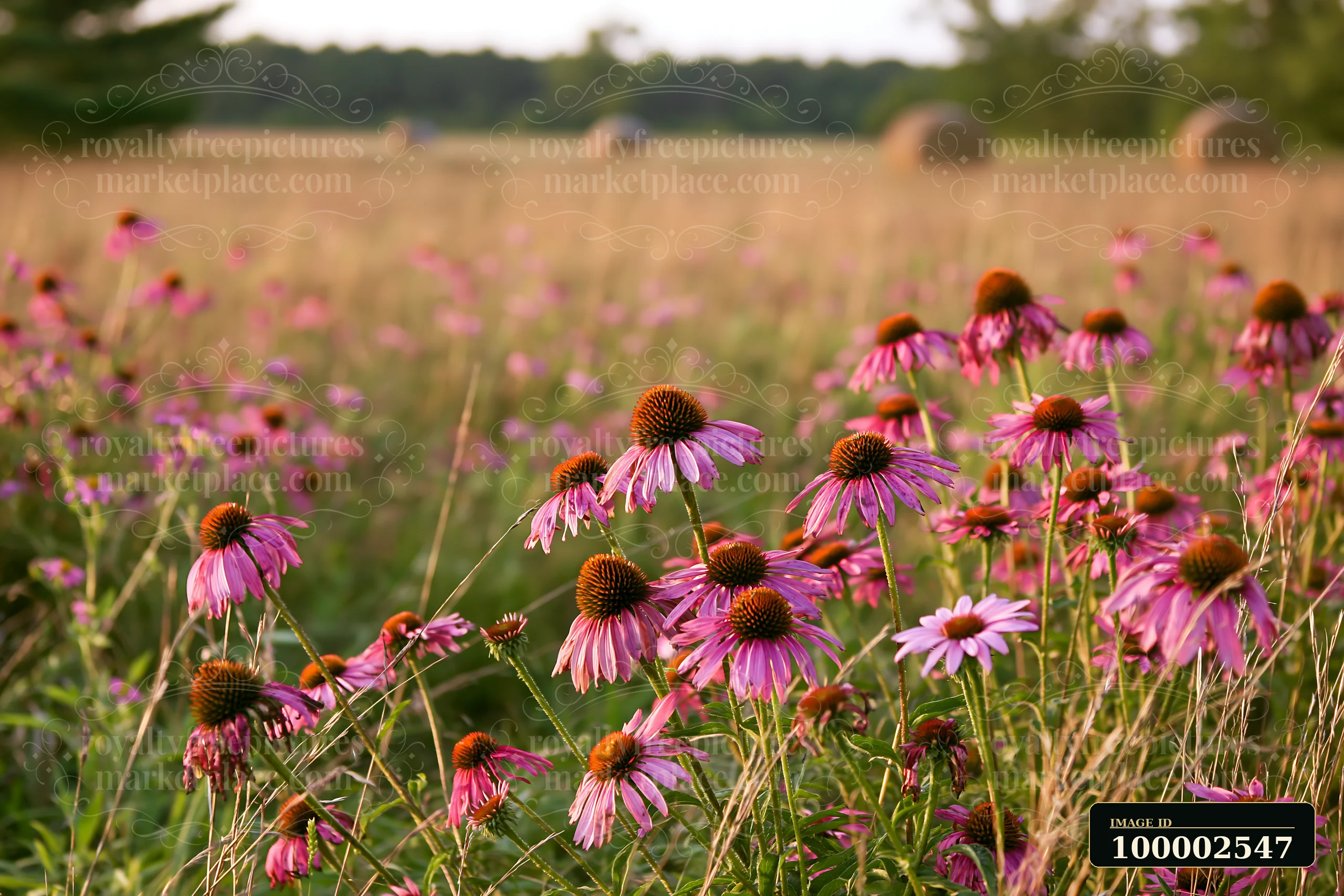 Echinacea flowers bloom in a prairie setting with rolling hills in the background.