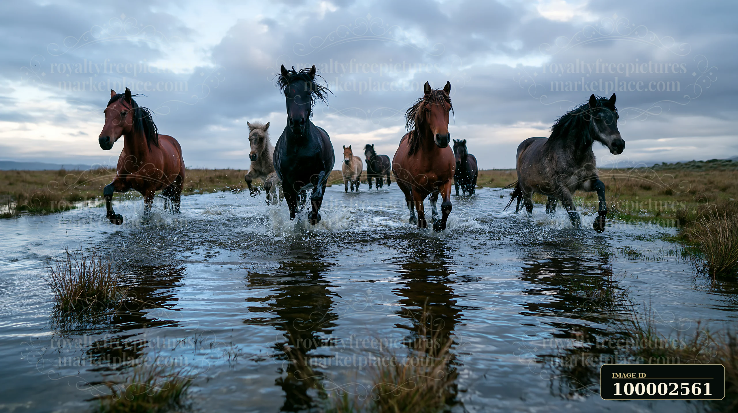 Wild horses run through rain in a wet field with puddles.
