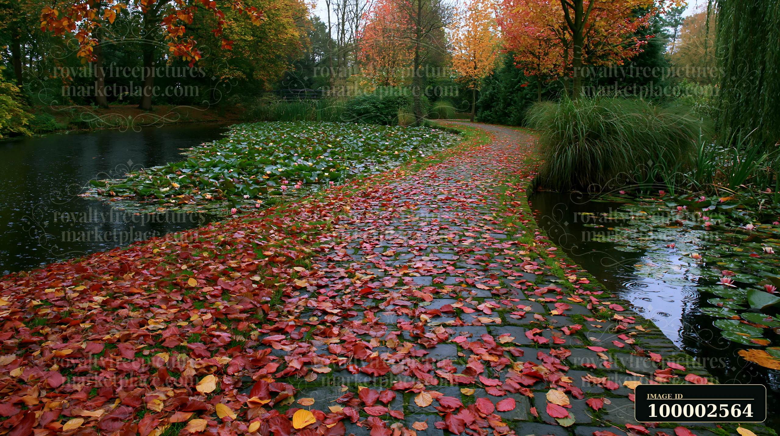 A stone pathway lined with fallen leaves leads through a water lily pond in autumn.