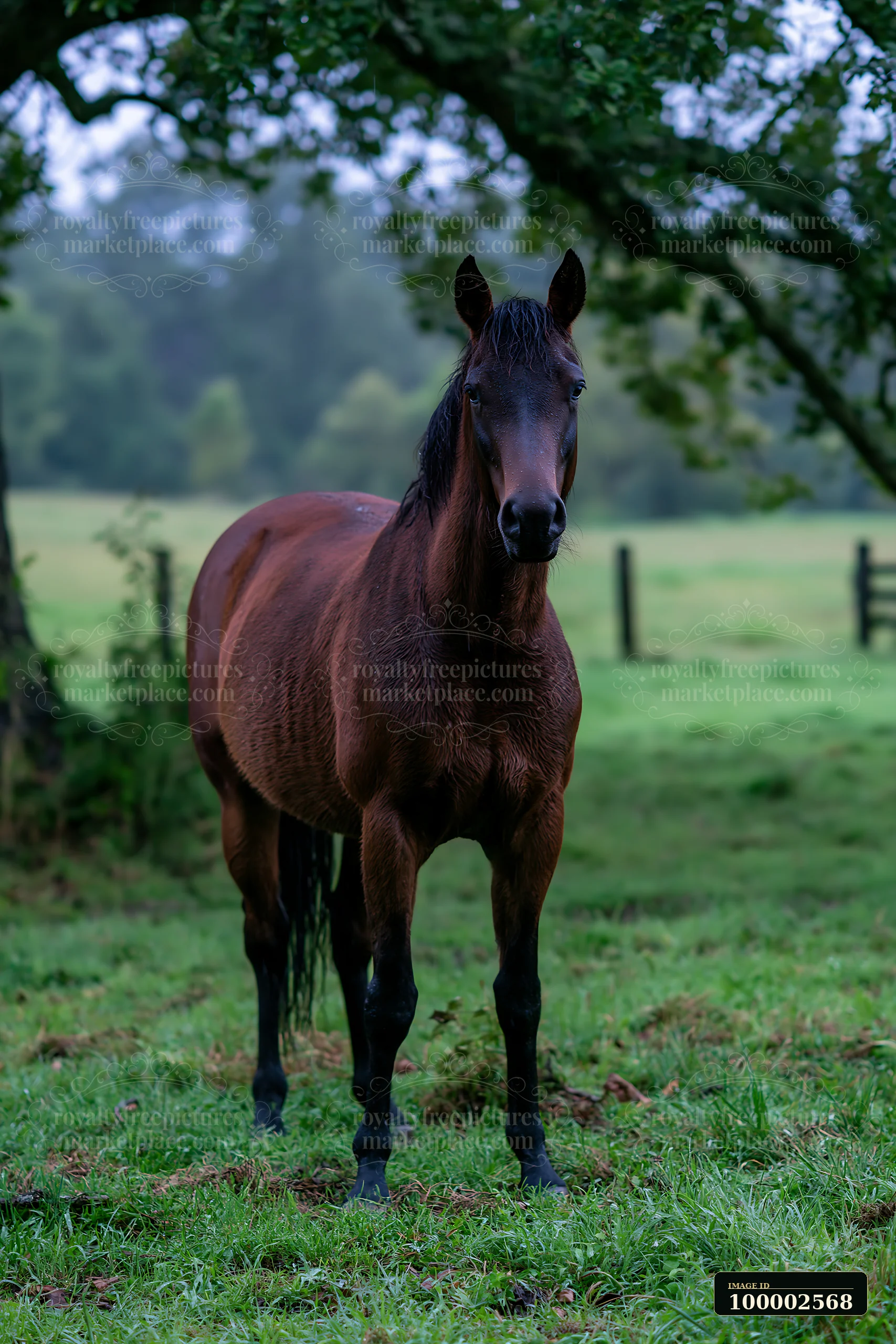 A horse stands in a paddock surrounded by greenery as rain falls.