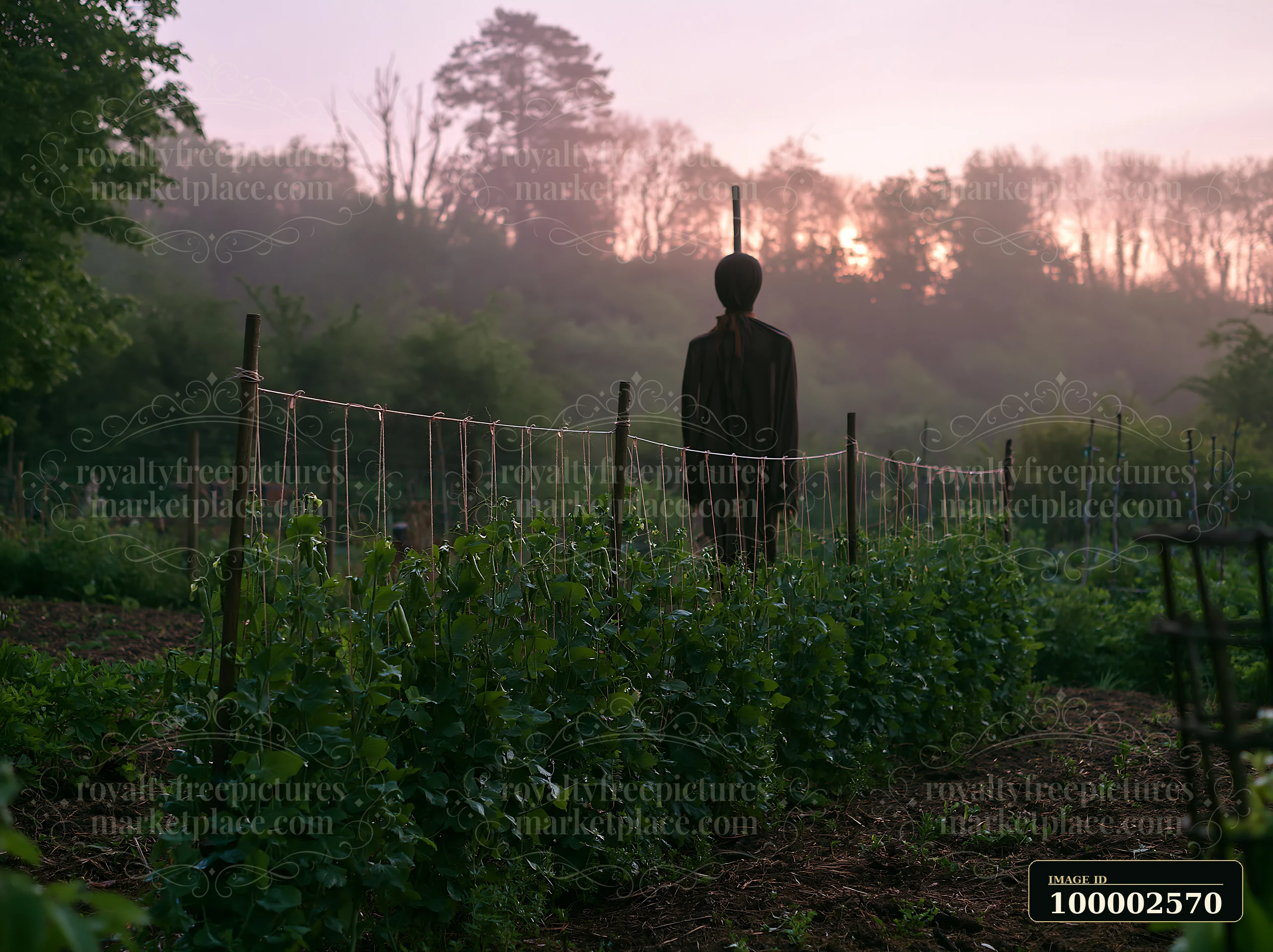 A scarecrow in a spring garden watches over rows of plants as morning light begins to rise in the background, surrounded by trees and mist.