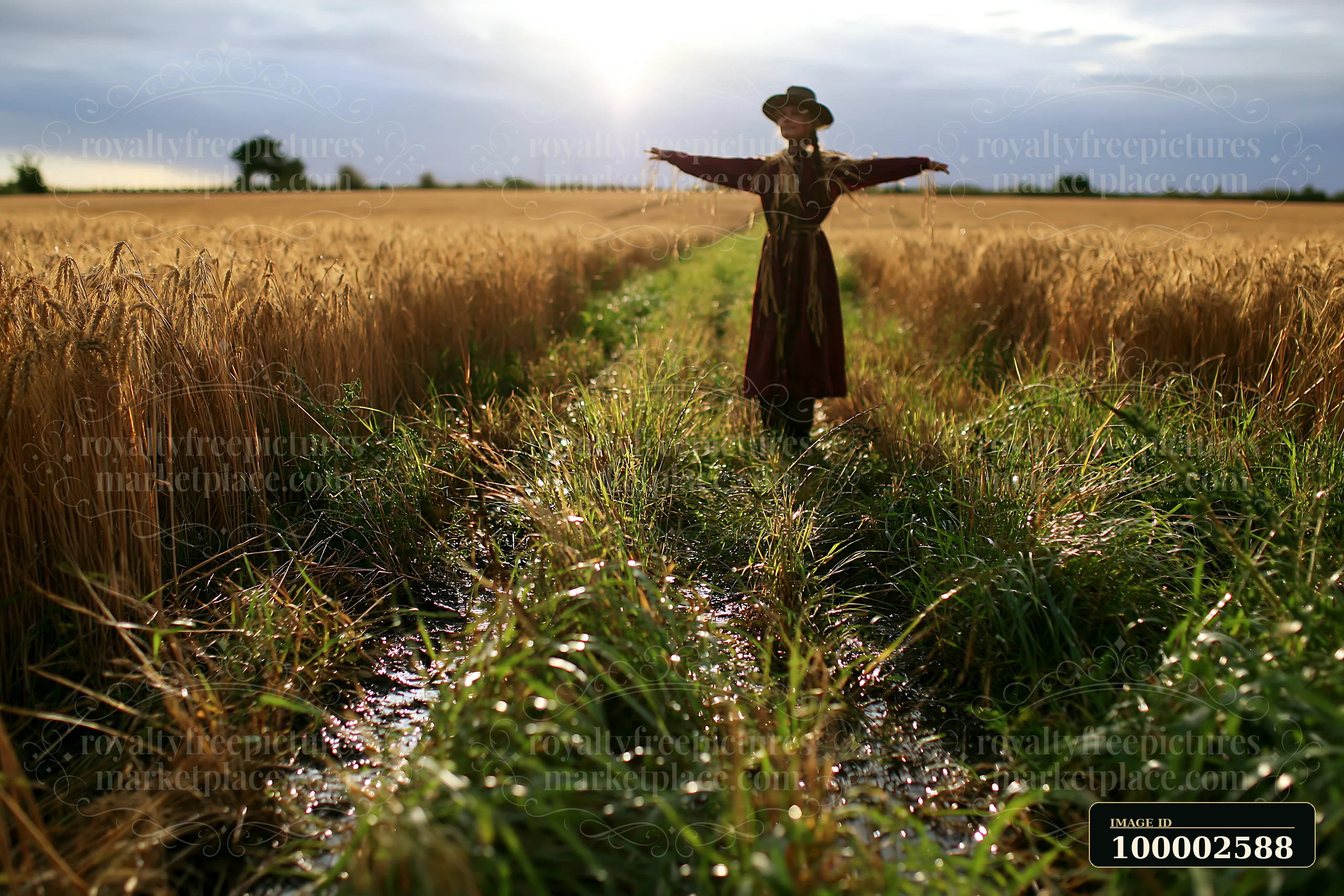 A scarecrow stands in an agricultural landscape surrounded by golden wheat fields.