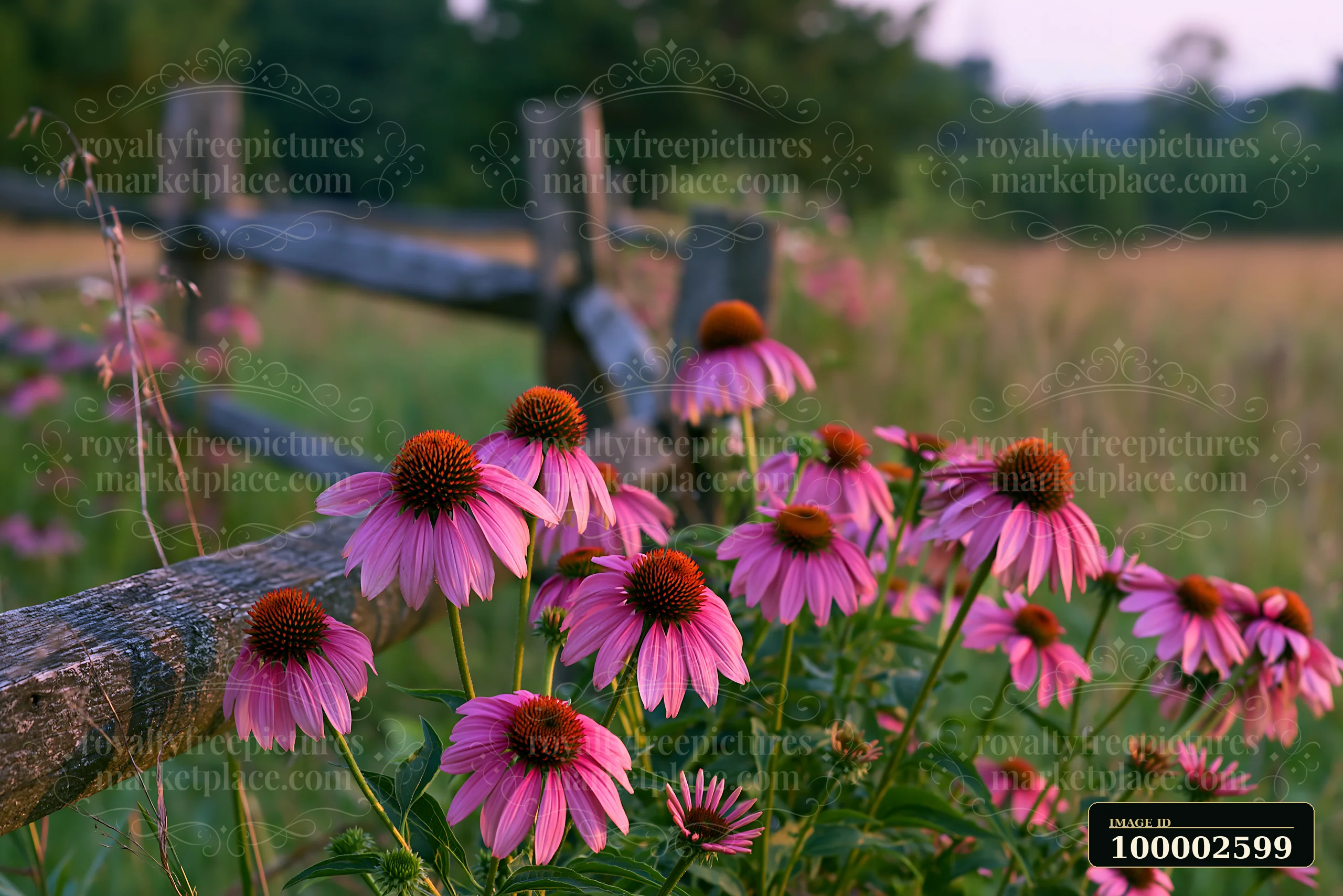 Echinacea flowers in prairie create a vibrant scene near a wooden fence.