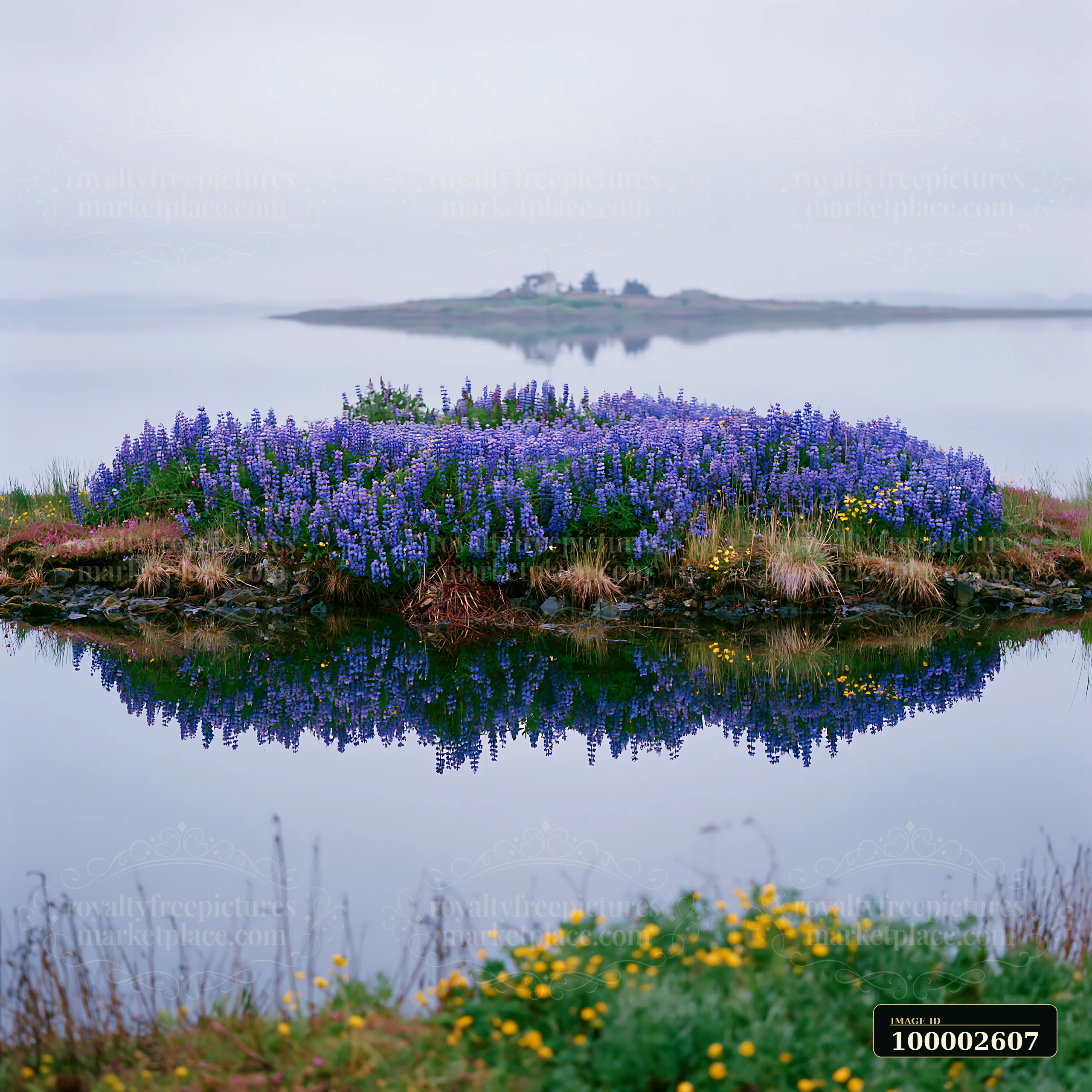 Flowers grow on a small island in a bay.