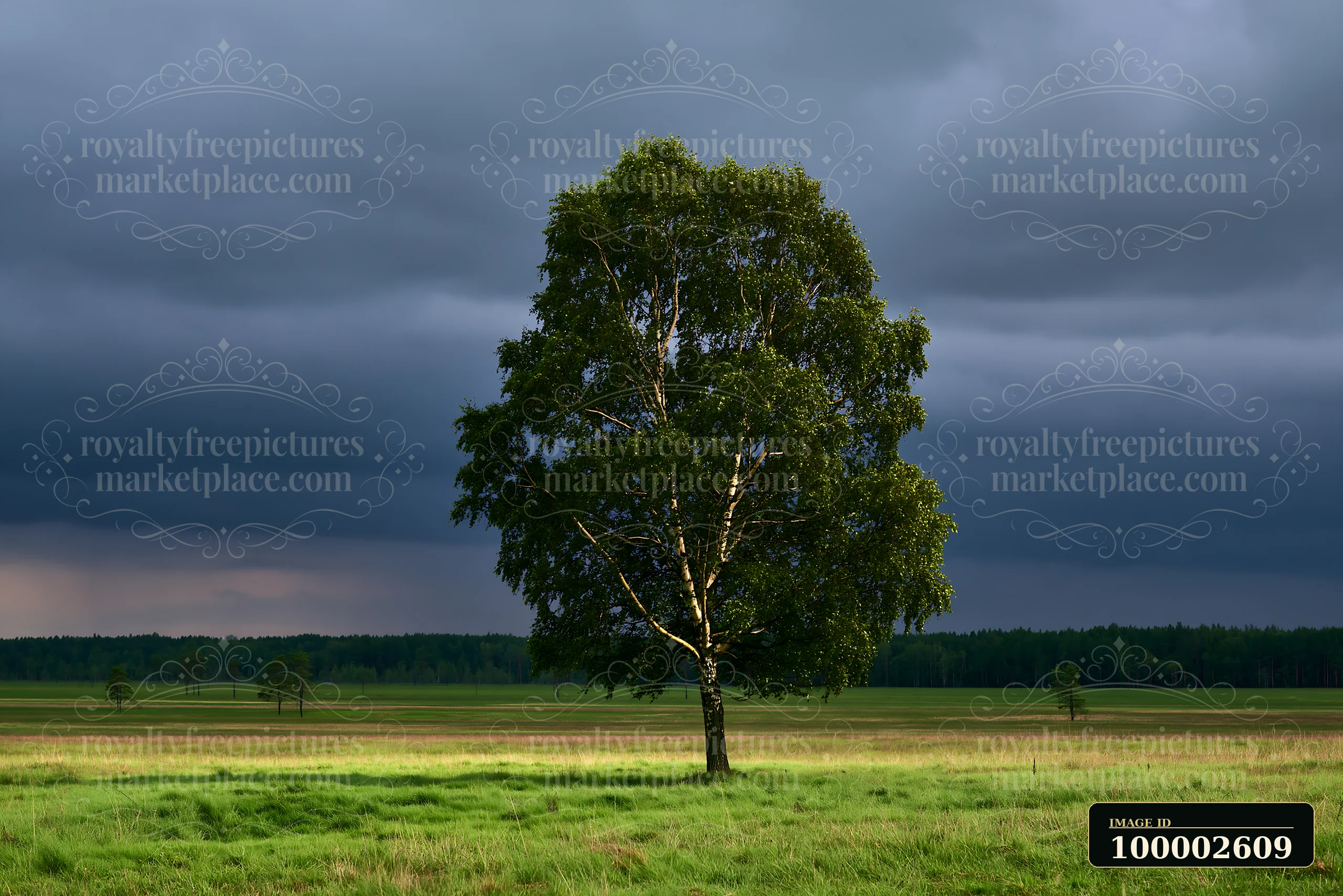 A large tree stands alone in a grassy meadow with dramatic clouds overhead.